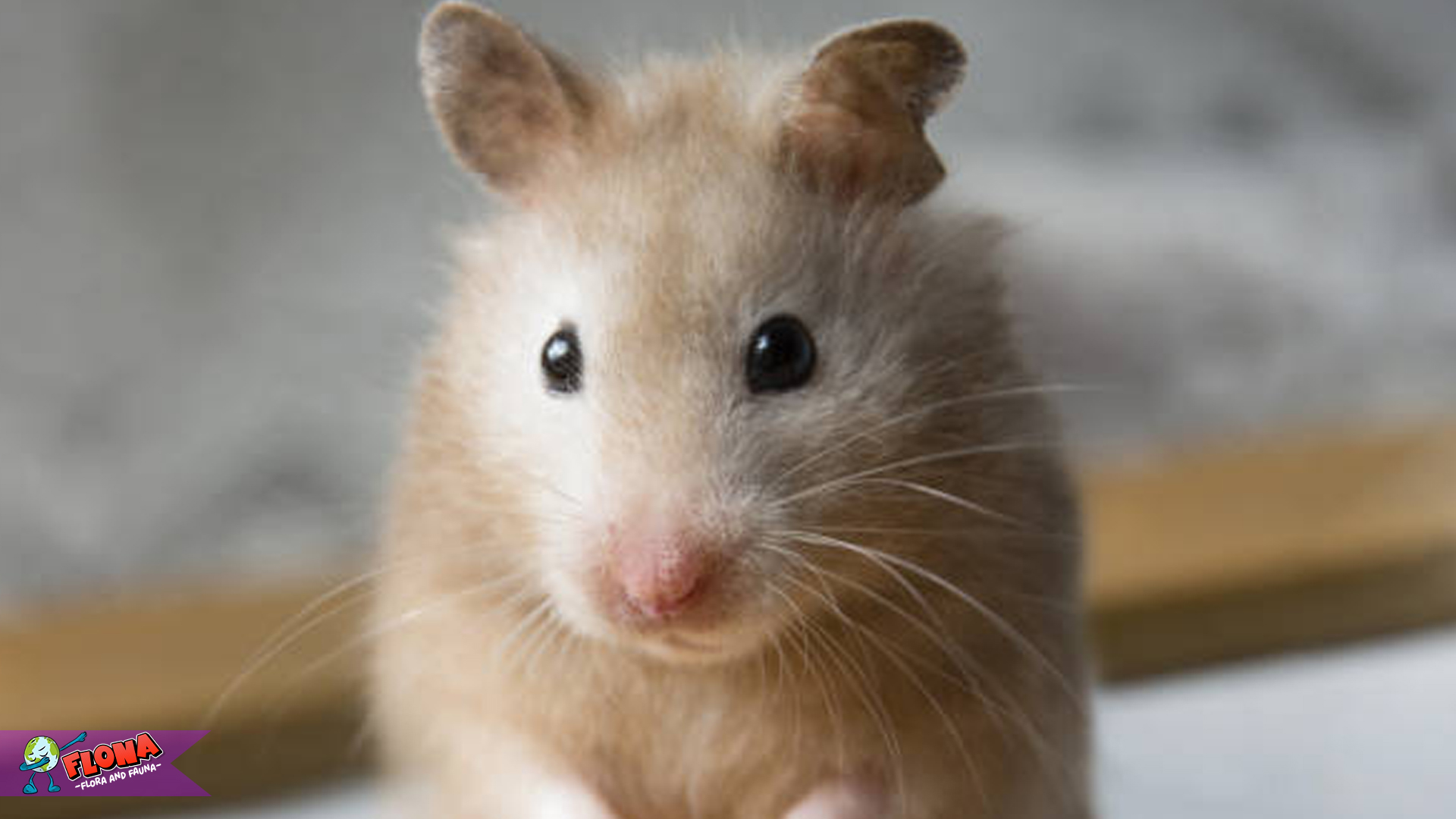Keunikan Hamster Suriah: Kenapa Mereka Jadi Pilihan Populer