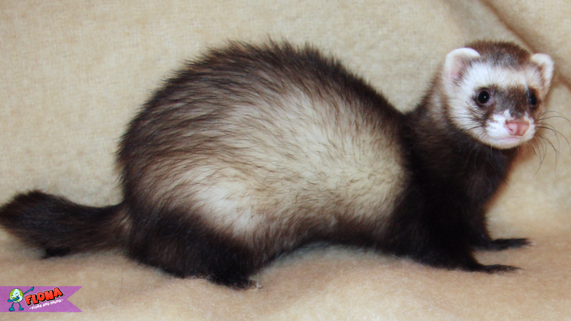 Ferret: Hewan Cerdas dengan Kepribadian Menggemaskan