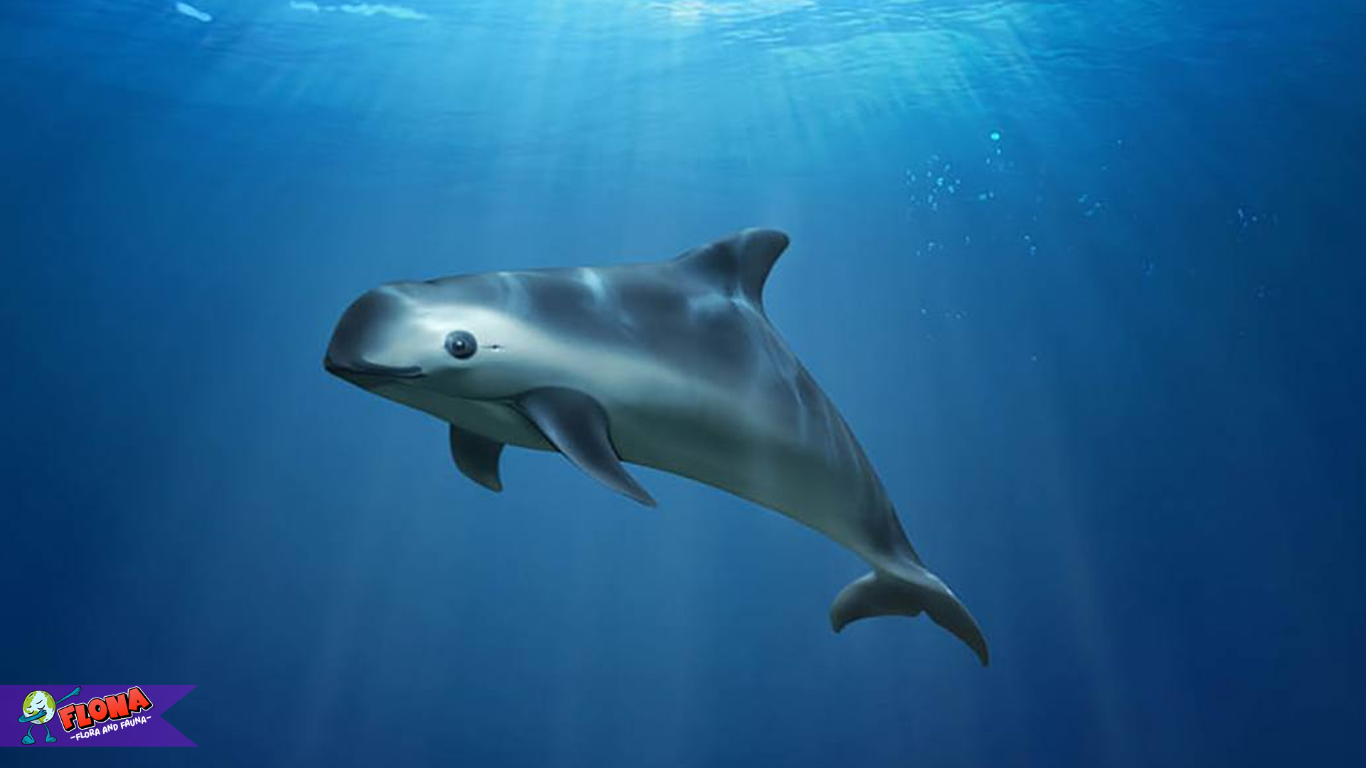 Vaquita, Permata Terakhir Teluk California yang Terancam Punah