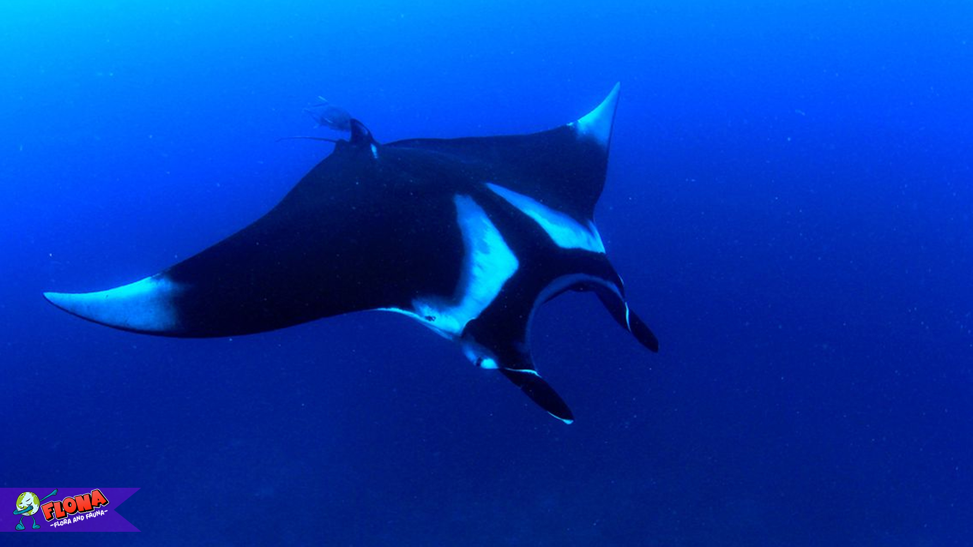Rahasia Anggun Pari Manta: Raksasa Lembut Laut Dalam Alam