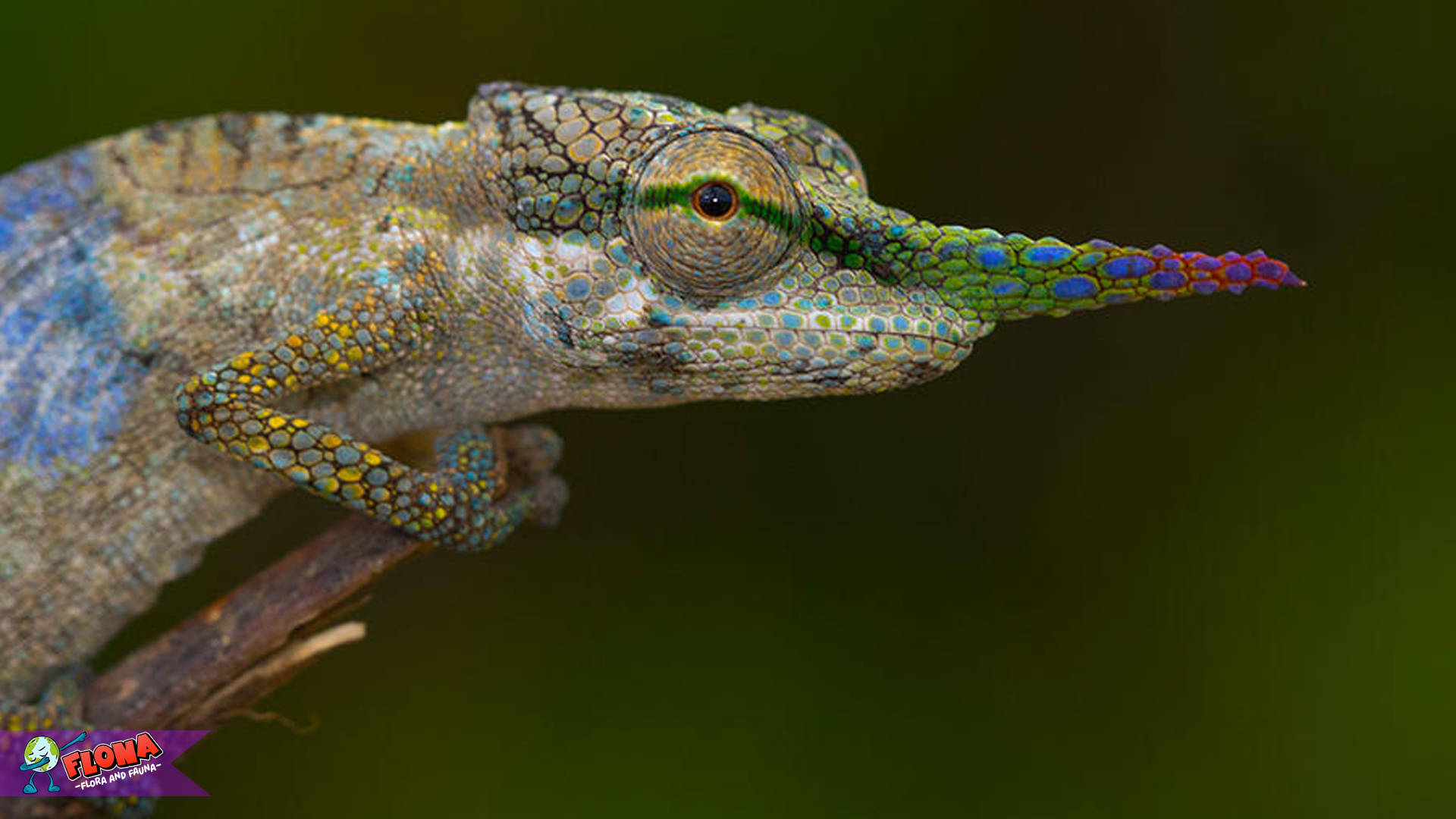 Eksplorasi Calumma: Keajaiban Alam dalam Dunia Reptil