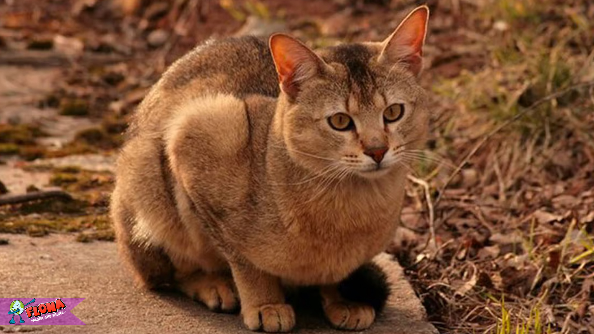 Chausie: Kucing Hibrida yang Menarik Antara Liar dan Domestik