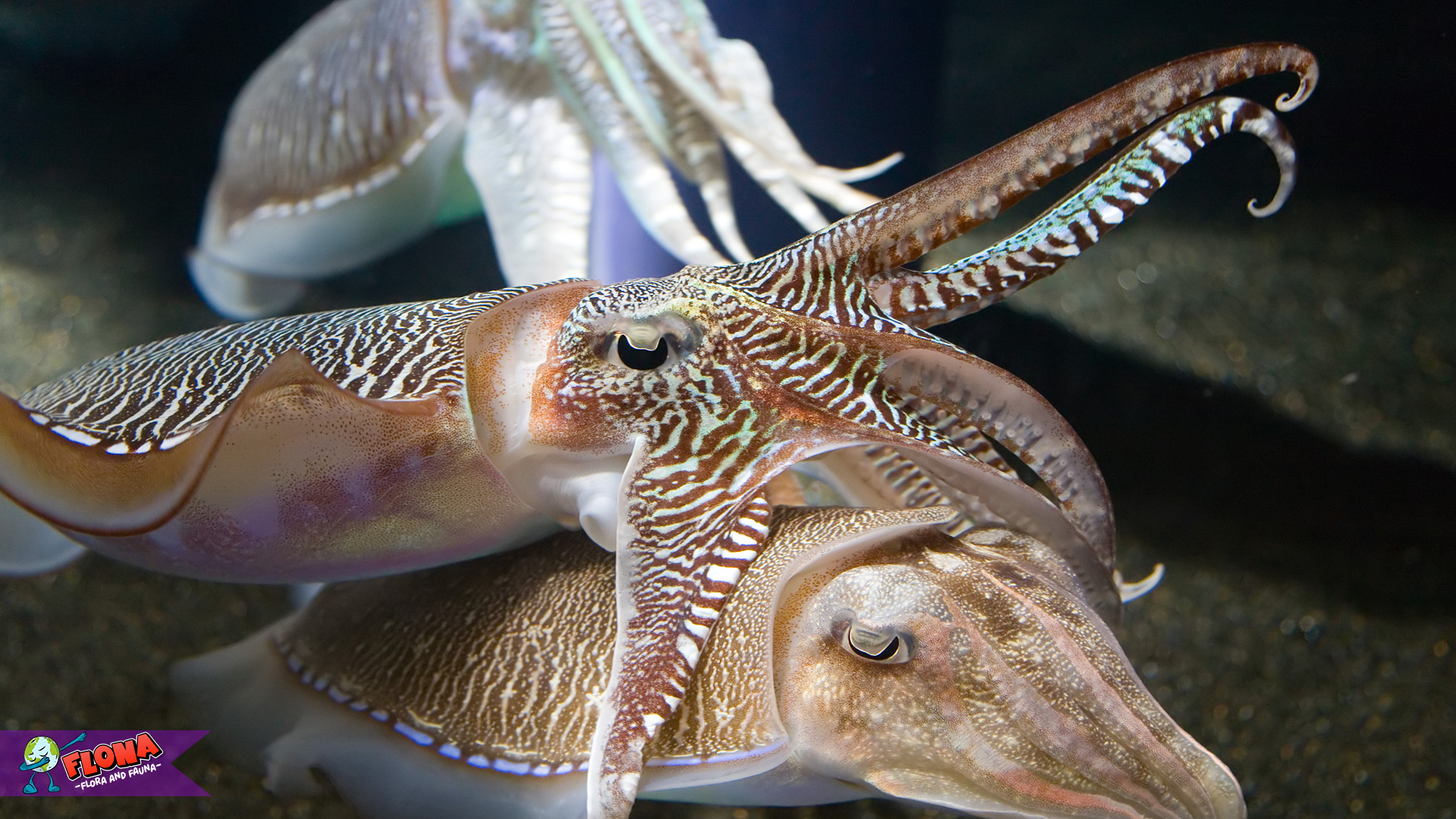 Sotong: Jagoan Laut yang Bisa Menghilang dalam Sekejap