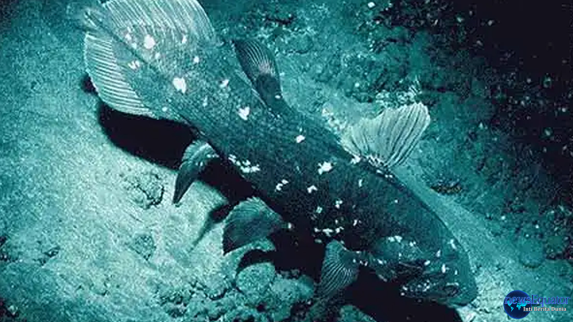 Ikan Raja Laut: Si Penguasa Laut dengan Gaya Mempesona