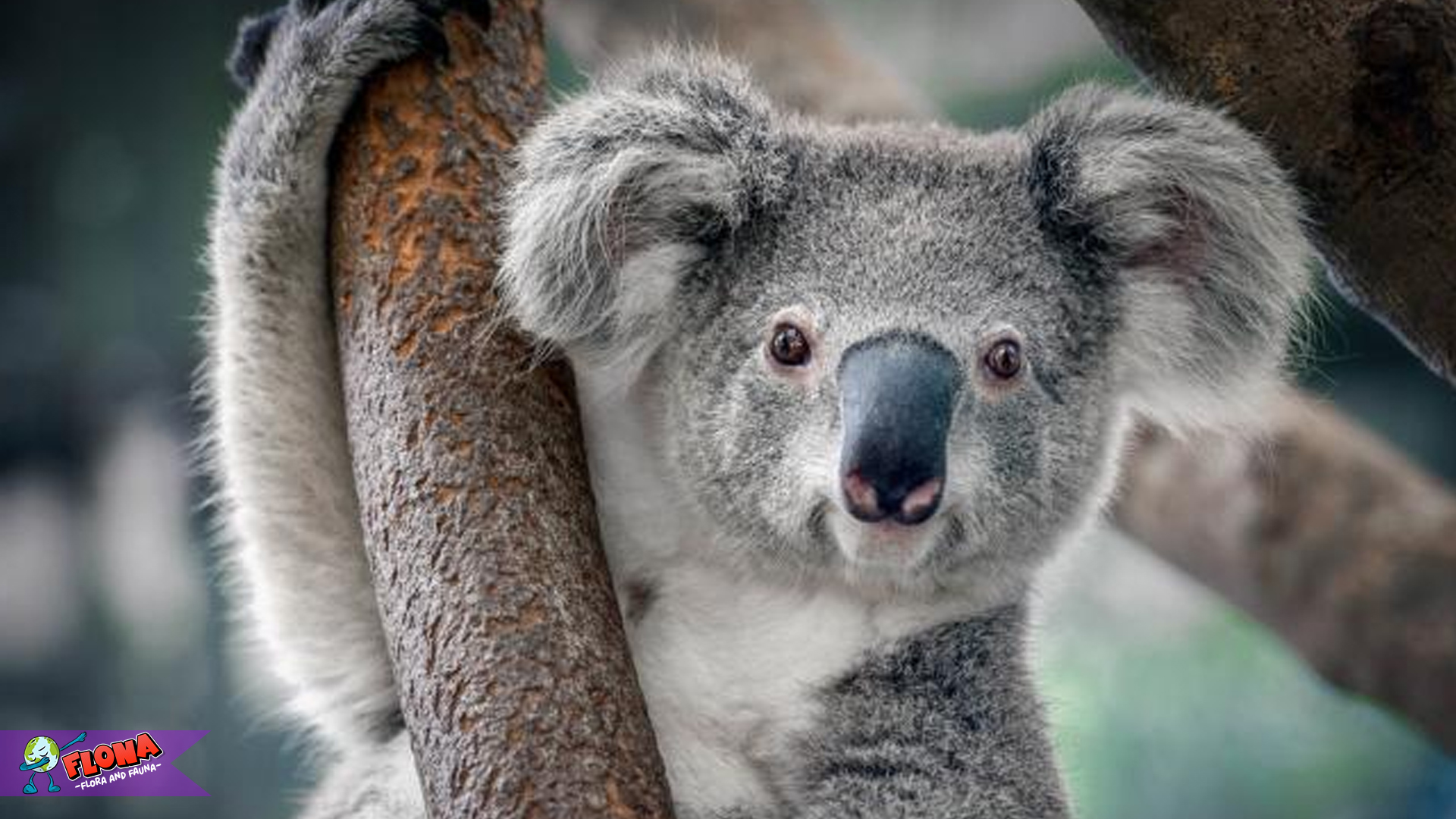 Mengenal Koala: Hewan Ikonik dengan Cinta Daun Eucalyptus