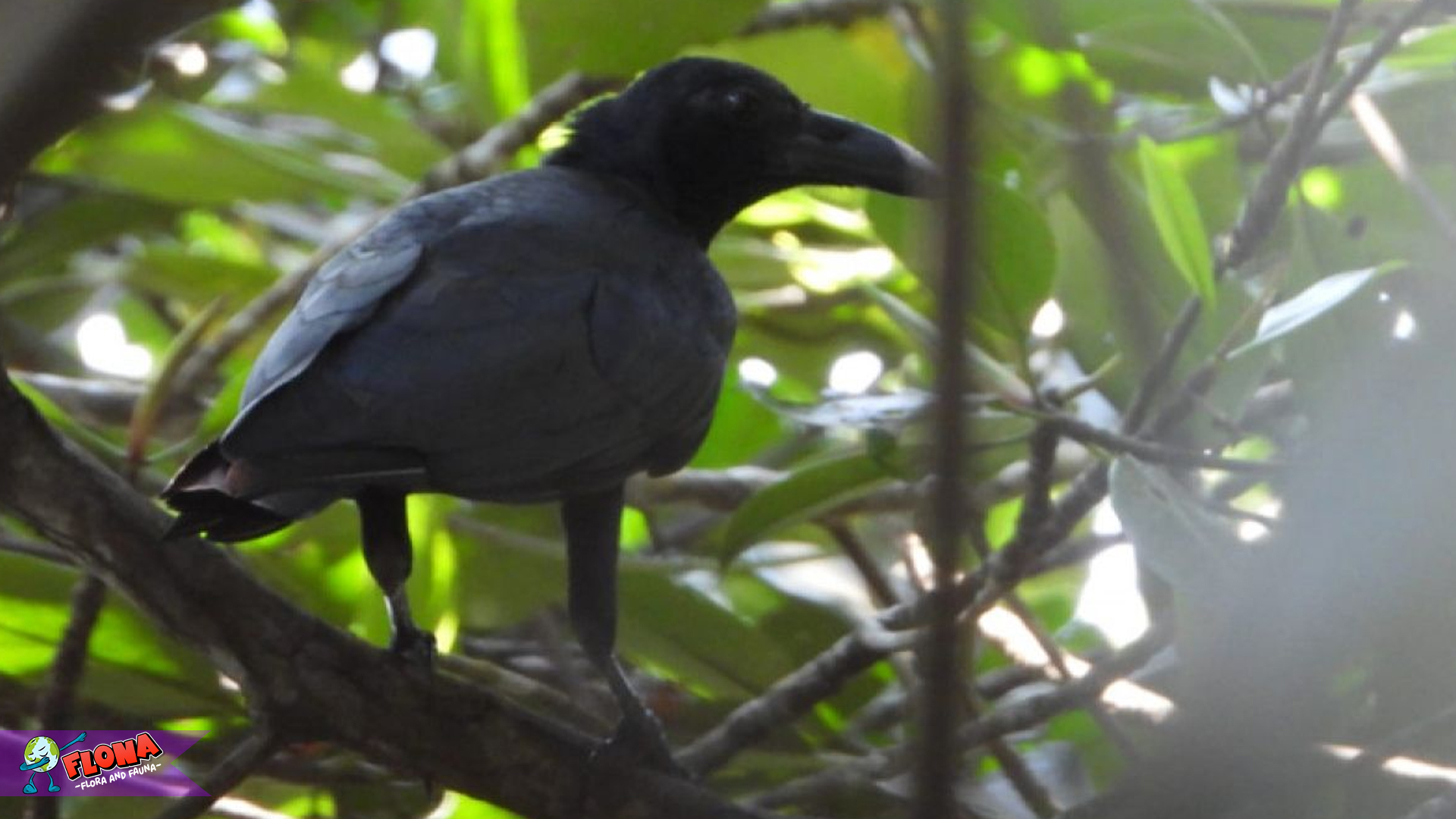 Gagak Banggai, Burung Unik yang Hanya Ada di Indonesia