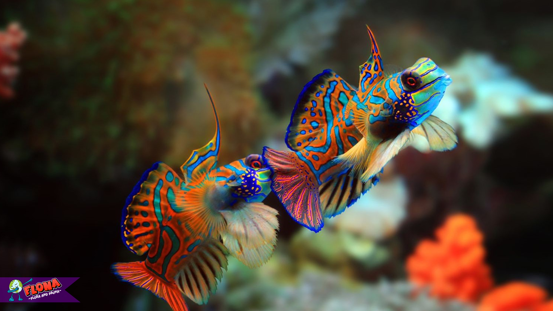 Peran Ikan Mandarin dalam Ekosistem Terumbu Karang 2 Peran Ikan Mandarin dalam Ekosistem Terumbu Karang