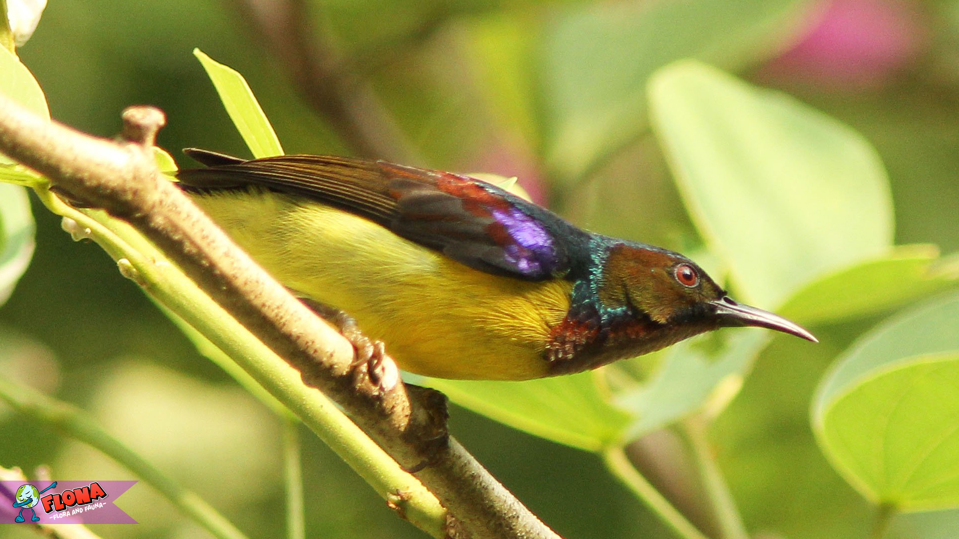Burung Madu Kelapa, Keajaiban Alam dengan Suara Merdu