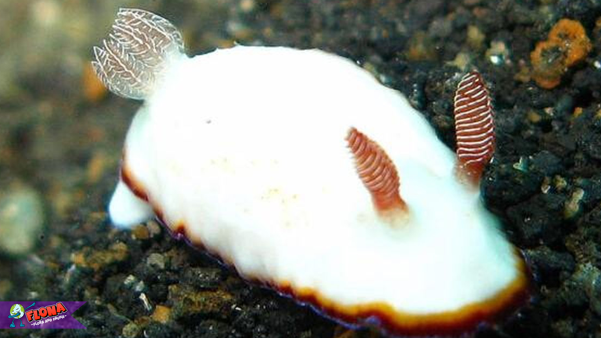 Si Kelinci Laut, Bintang Kecil yang Lucu di Dunia Bawah Laut