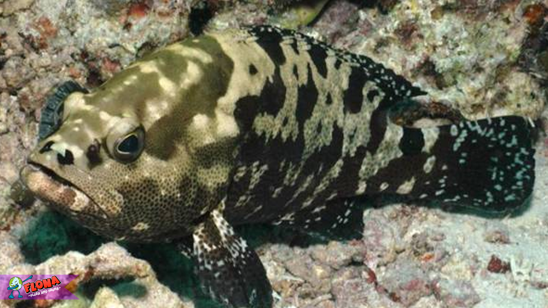 Raja Terumbu Karang: Ini Keistimewaan Ikan Kerapu Kertang