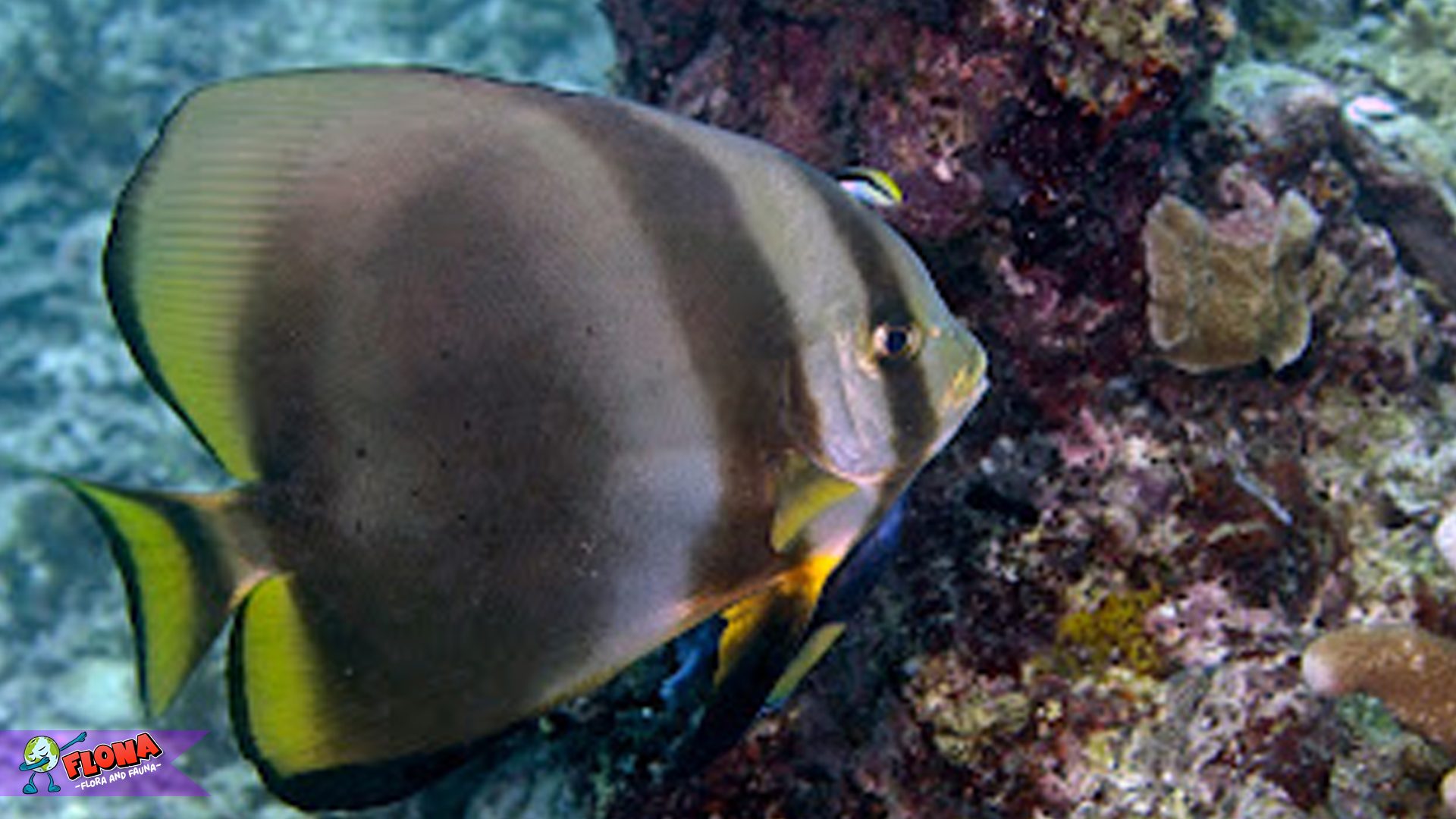 Mengenal Ikan Buna, Permata Bawah Laut yang Memikat