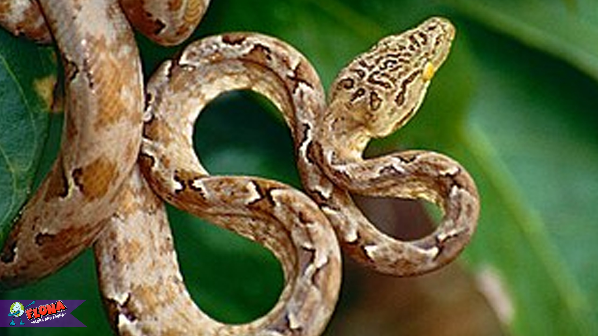 Jejak Boa Pohon Amazon: Ular Unik Penjelajah Dahan Hutan
