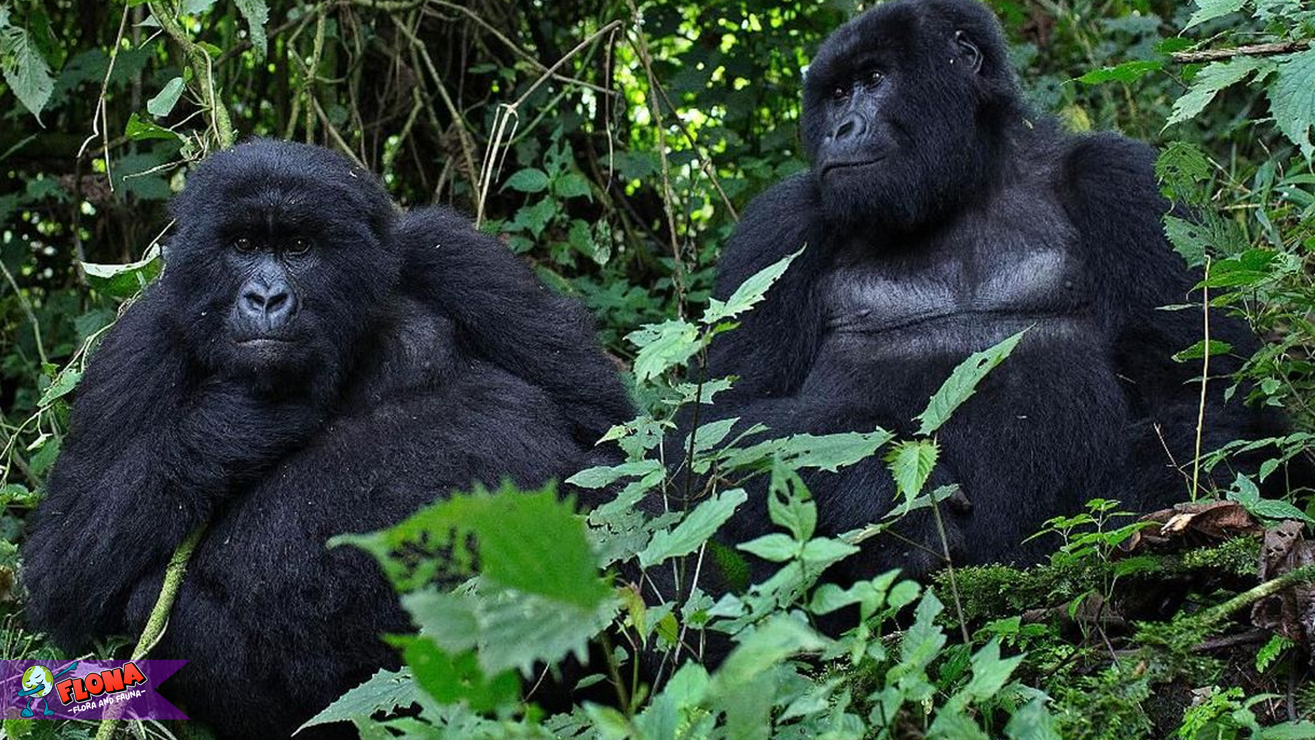 Gorila Pegunungan: Raksasa Lembut di Balik Kabut Gunung 2 Gorila Pegunungan: Raksasa Lembut di Balik Kabut Gunung