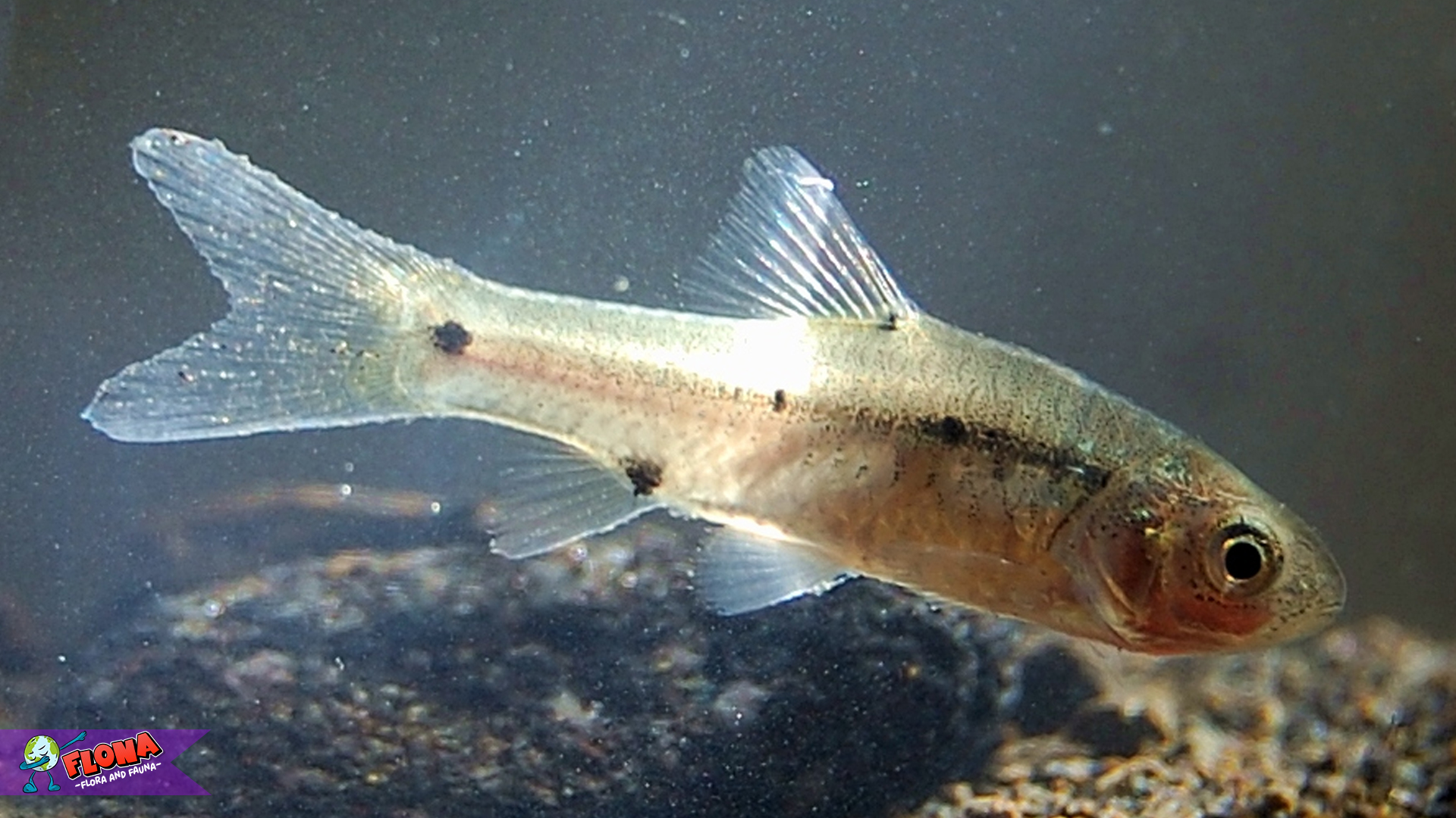 Rahasia Si Kecil Gesit: Dunia Ikan Wader yang Jarang Disadari