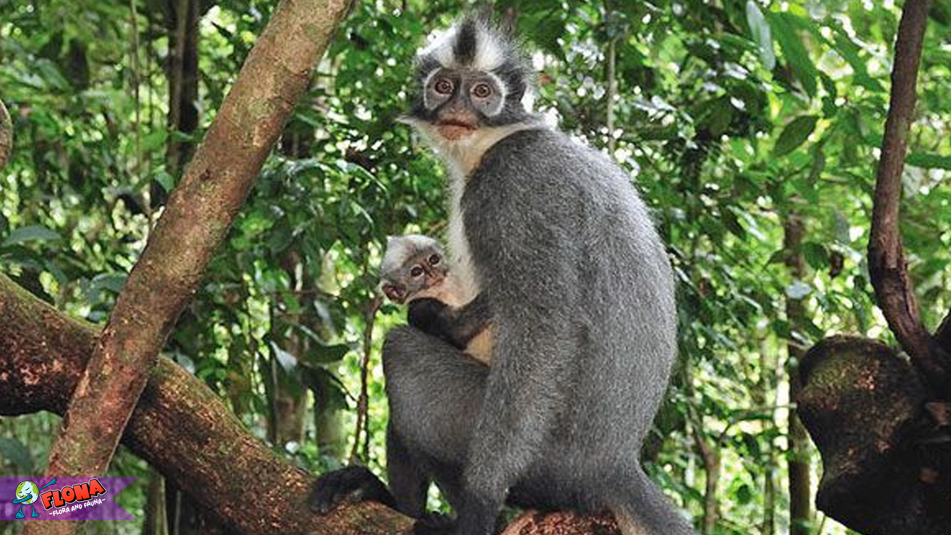 Monyet Kedih: Si Cerdik yang Penuh Kejutan di Alam Liar 2 Monyet Kedih: Si Cerdik yang Penuh Kejutan di Alam Liar