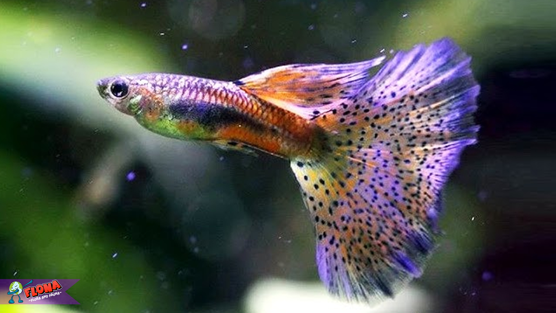 Ikan Guppy dan 4 Hal Menarik yang Bikin Aquarium Makin Hidup