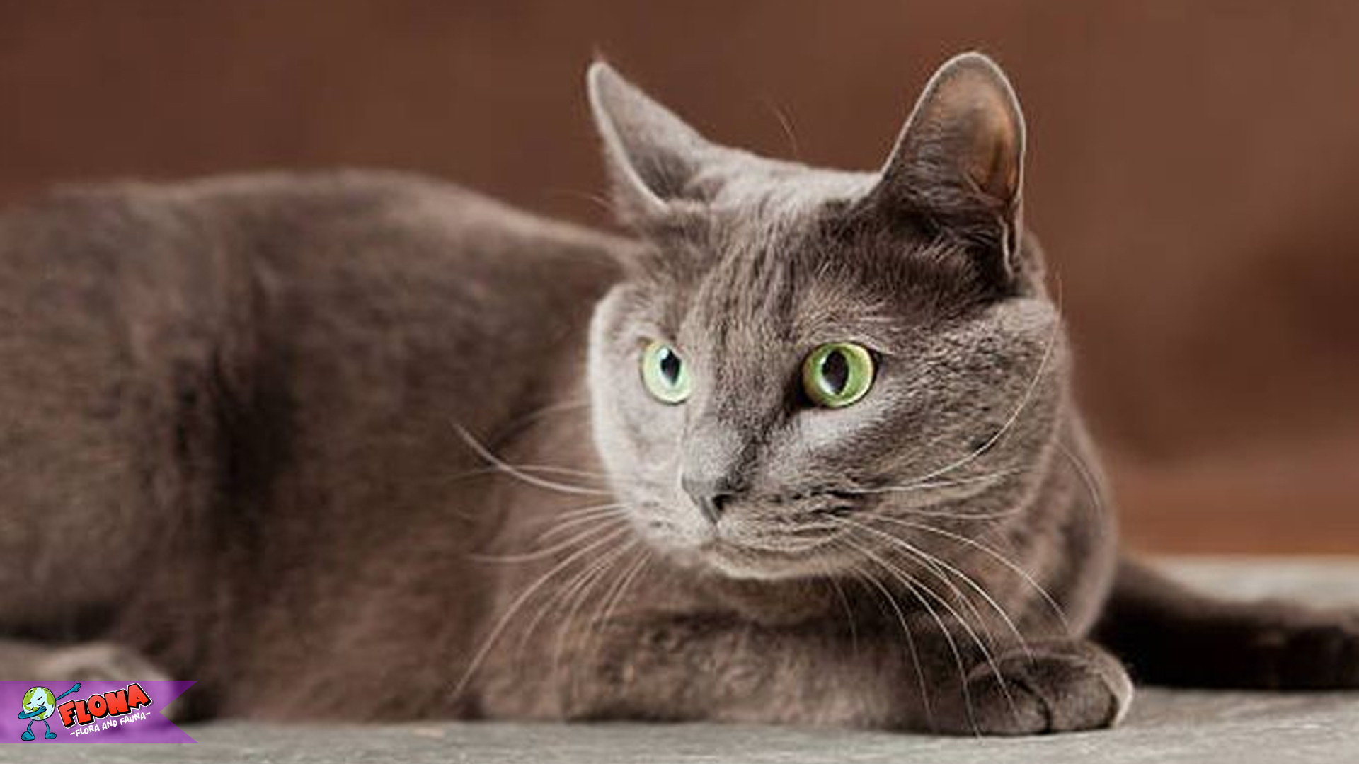 Mengenal Kucing Korat, Si Pus Lucu dengan Mata Hijau Berkilau