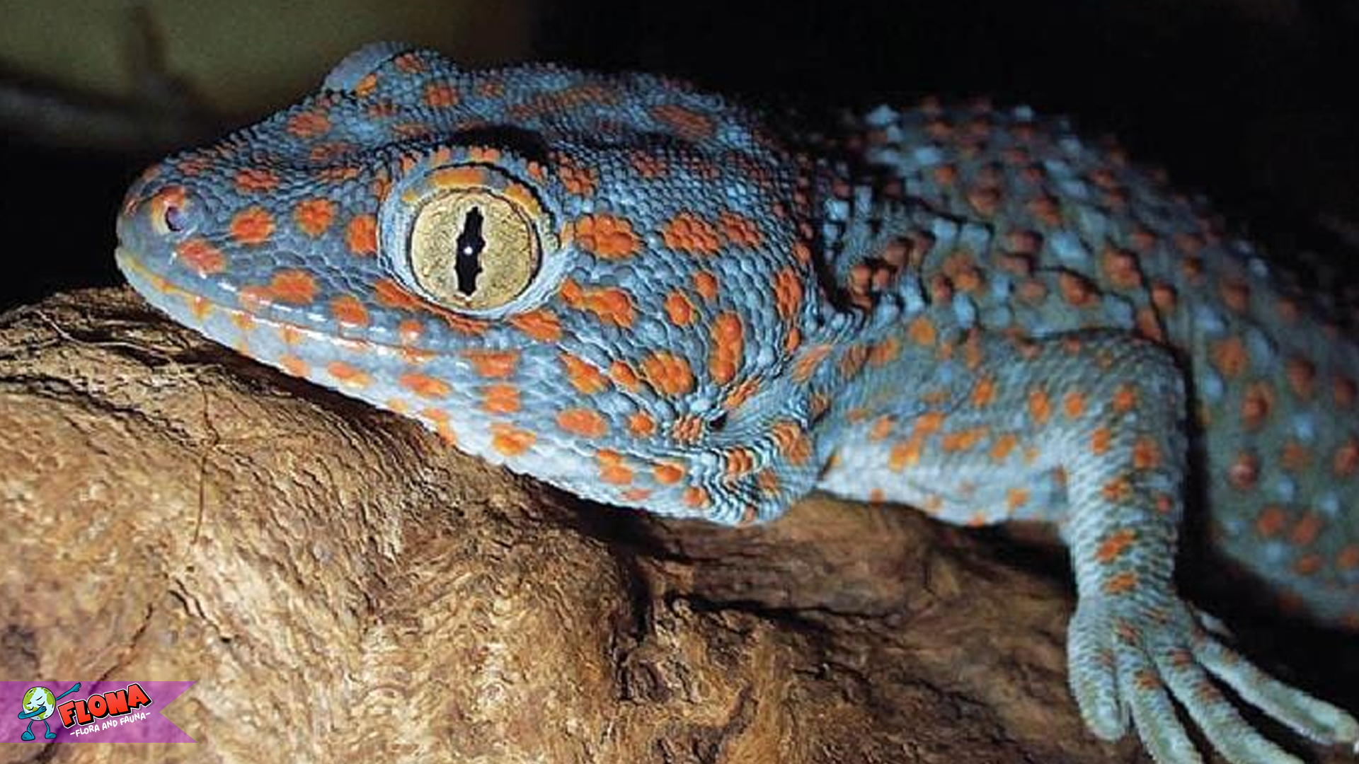 Tokek dengan 3 Fakta Menarik yang Bikin Penasaran Sekali