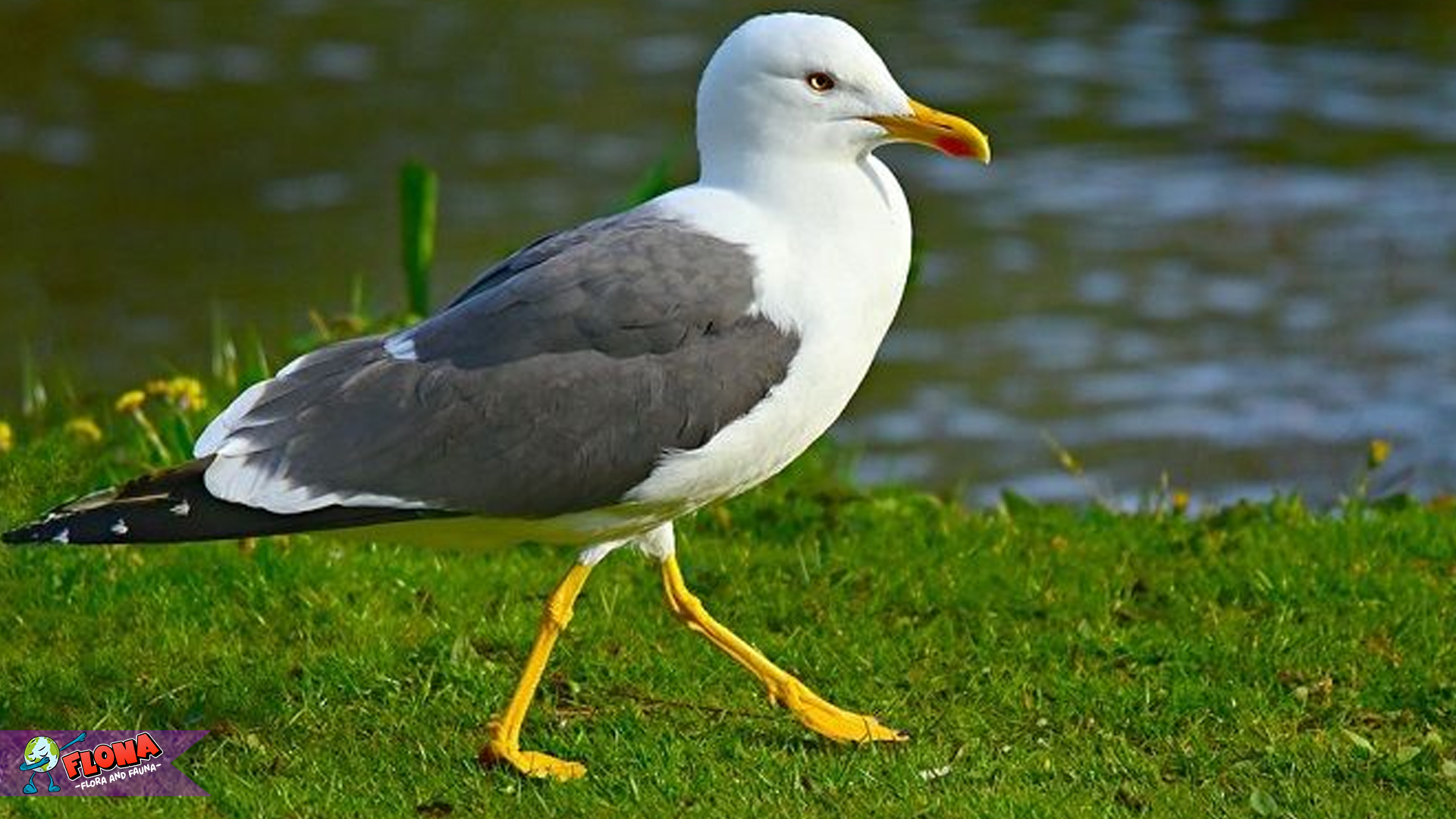 Rahasia Burung Camar Terungkap lewat 5 Kebiasaan Sosialnya