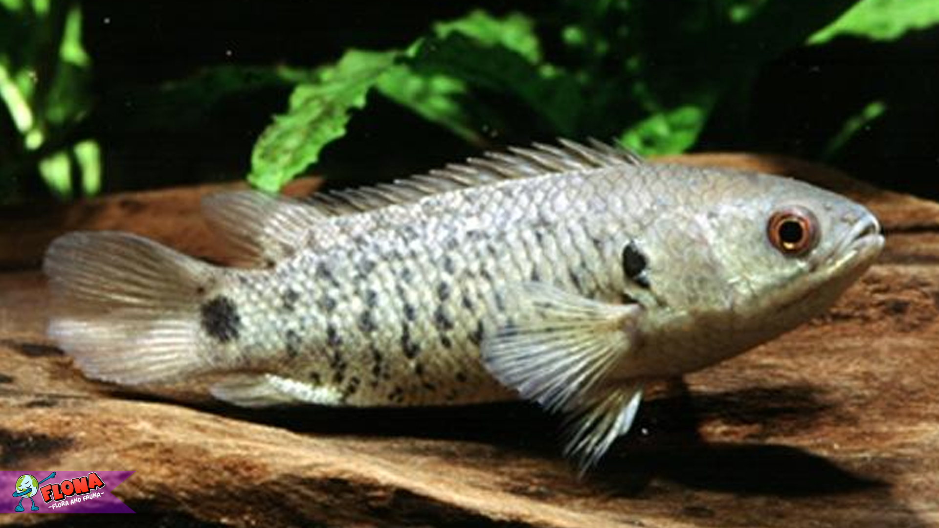 Rahasia Ikan Betok: Ada 3 Hal Mengejutkan di Baliknya