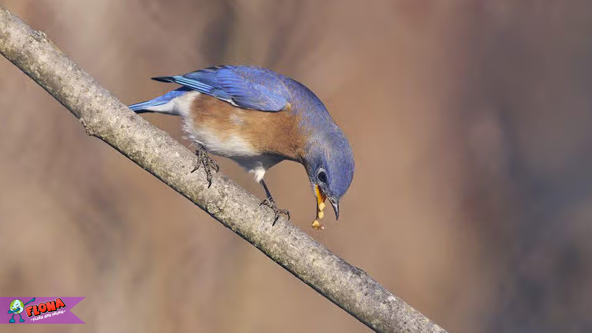 Burung Biru Timur, Simbol Keanggunan Alam yang Memukau