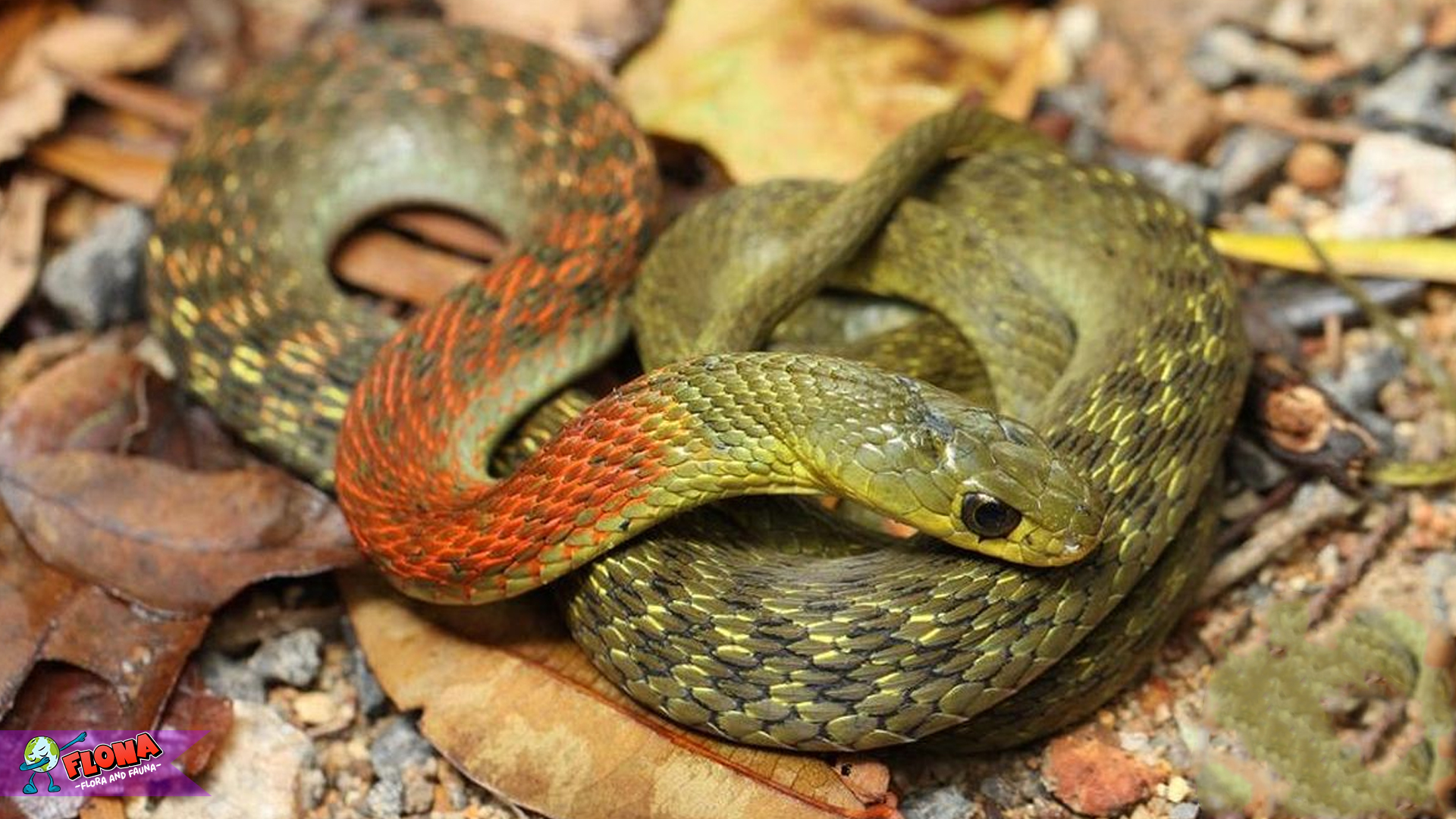Ular Picung: Sang Penyusup Misterius di Balik Daun-daun Hutan