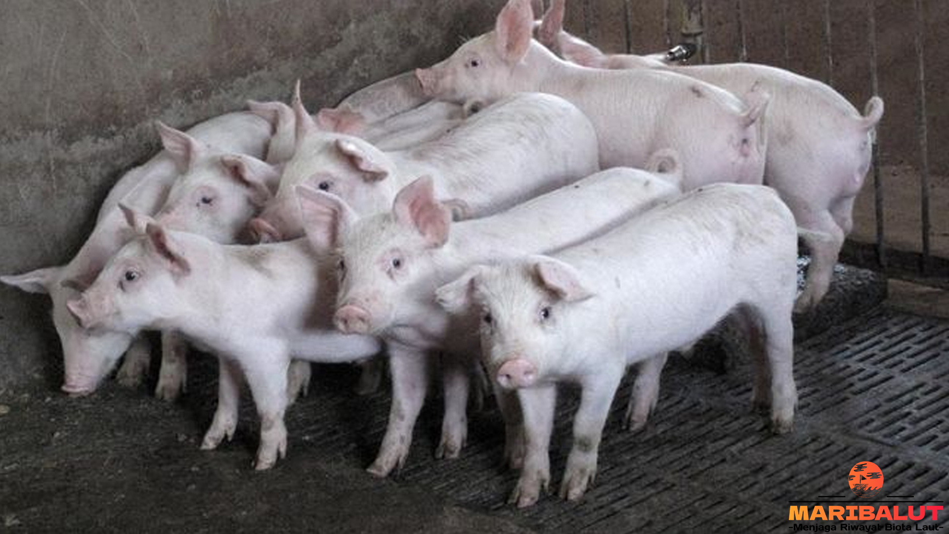 Fakta2 Unik tentang Babi Putih Besar yang Bikin Terpana