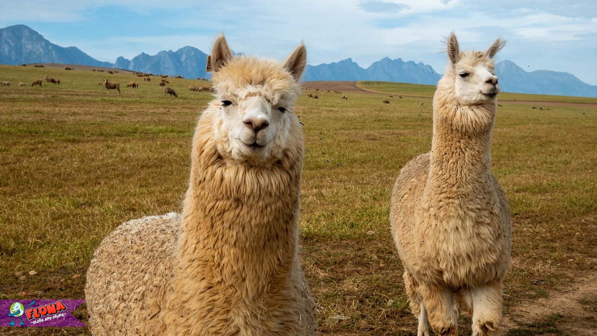 Llama: Hewan dengan 3 Keunggulan yang Patut Dikenal 4 Llama: Hewan dengan 3 Keunggulan yang Patut Dikenal
