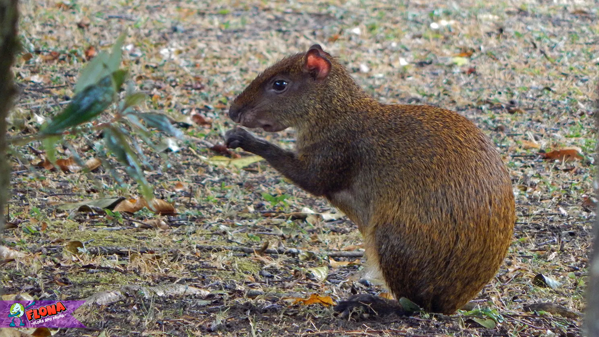 Agouti: 4 Kebiasaan Kecil dengan Dampak Besar Mengejutkan 4 Agouti: 4 Kebiasaan Kecil dengan Dampak Besar Mengejutkan
