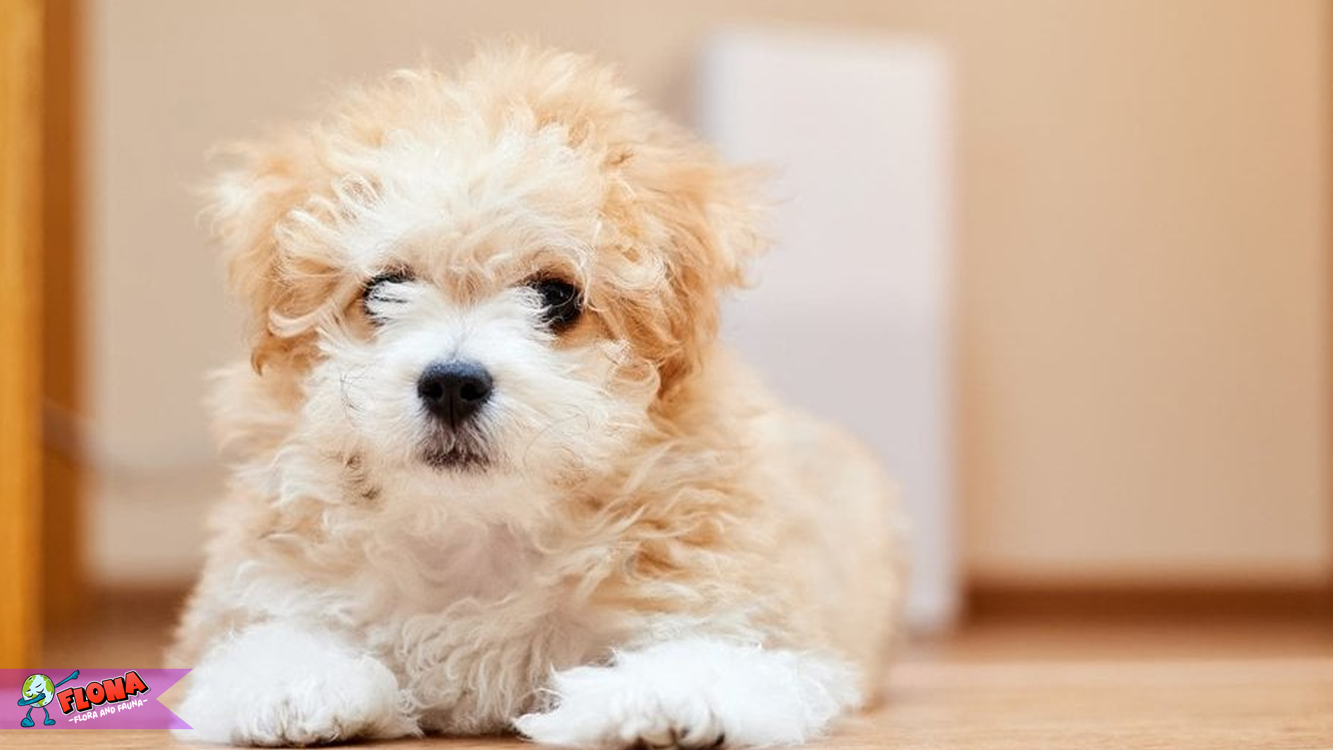 Maltipoo: 5 Keistimewaan Unik & Menarik yang Bikin Spesial