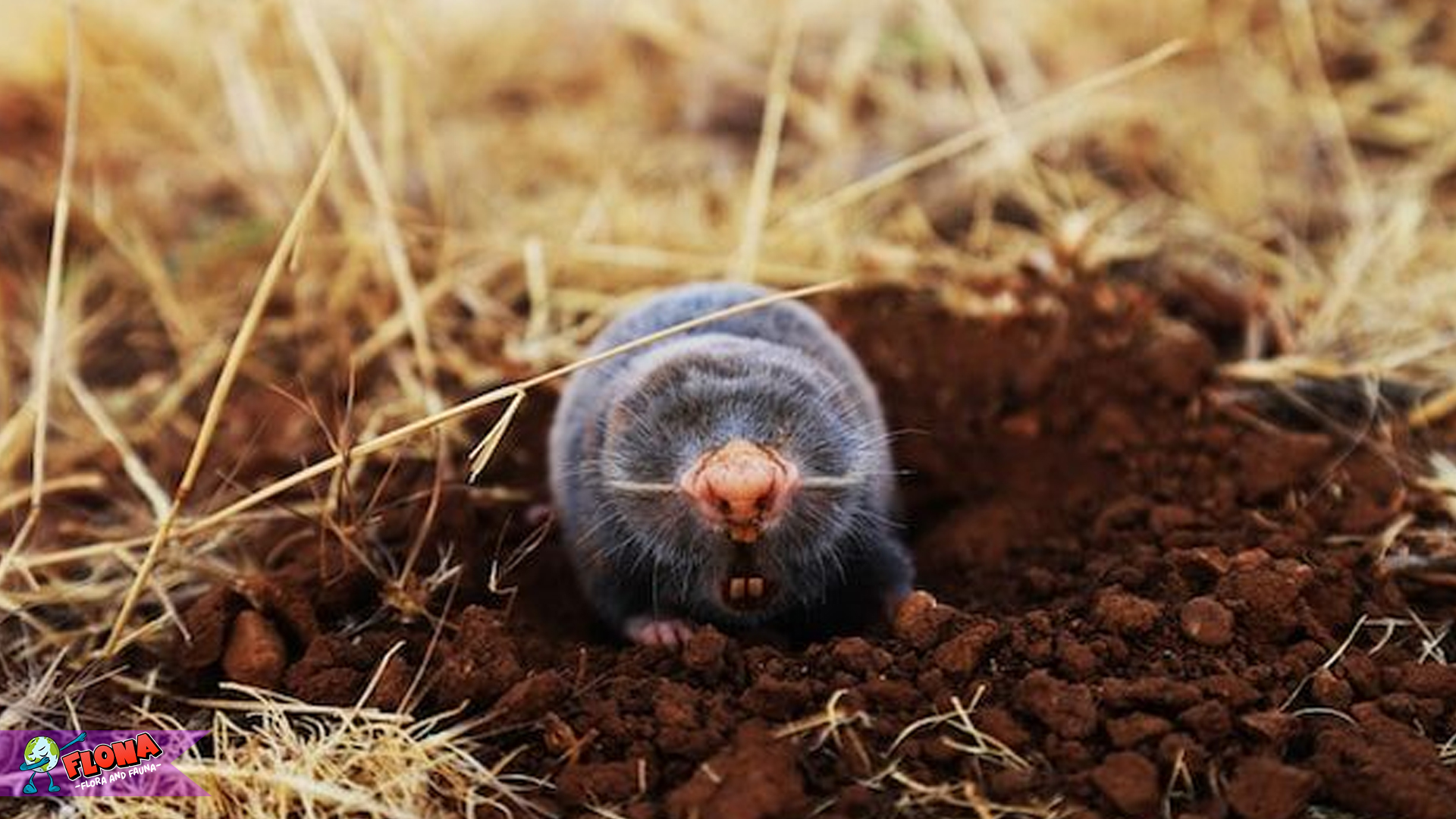 Mengenal Tikus Tanah: 4 Aspek Unik dari Hewan Kecil Ini