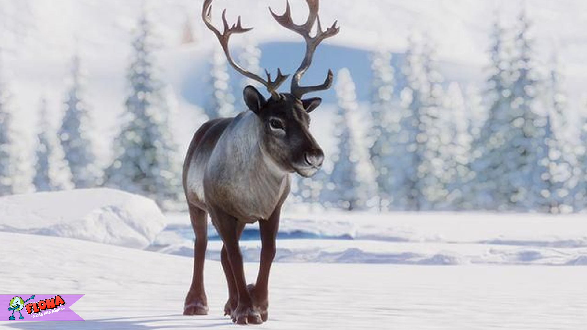 Rusa Kutub: 5 Cara Mereka Bertahan di Suhu Minus Ekstrem