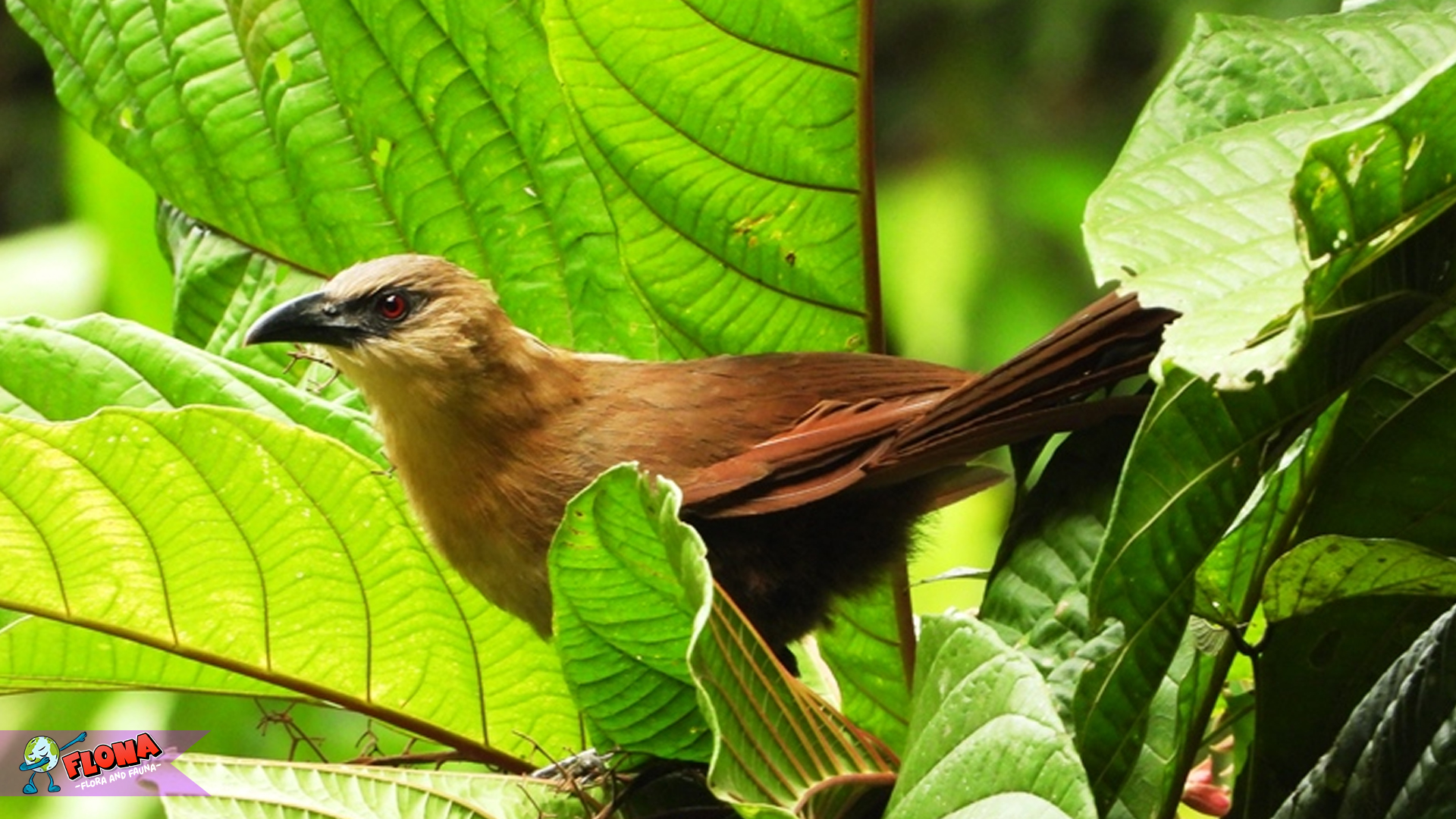 Mengenal Burung Bubut Sulawesi: Sang Penyanyi Hutan Tropis