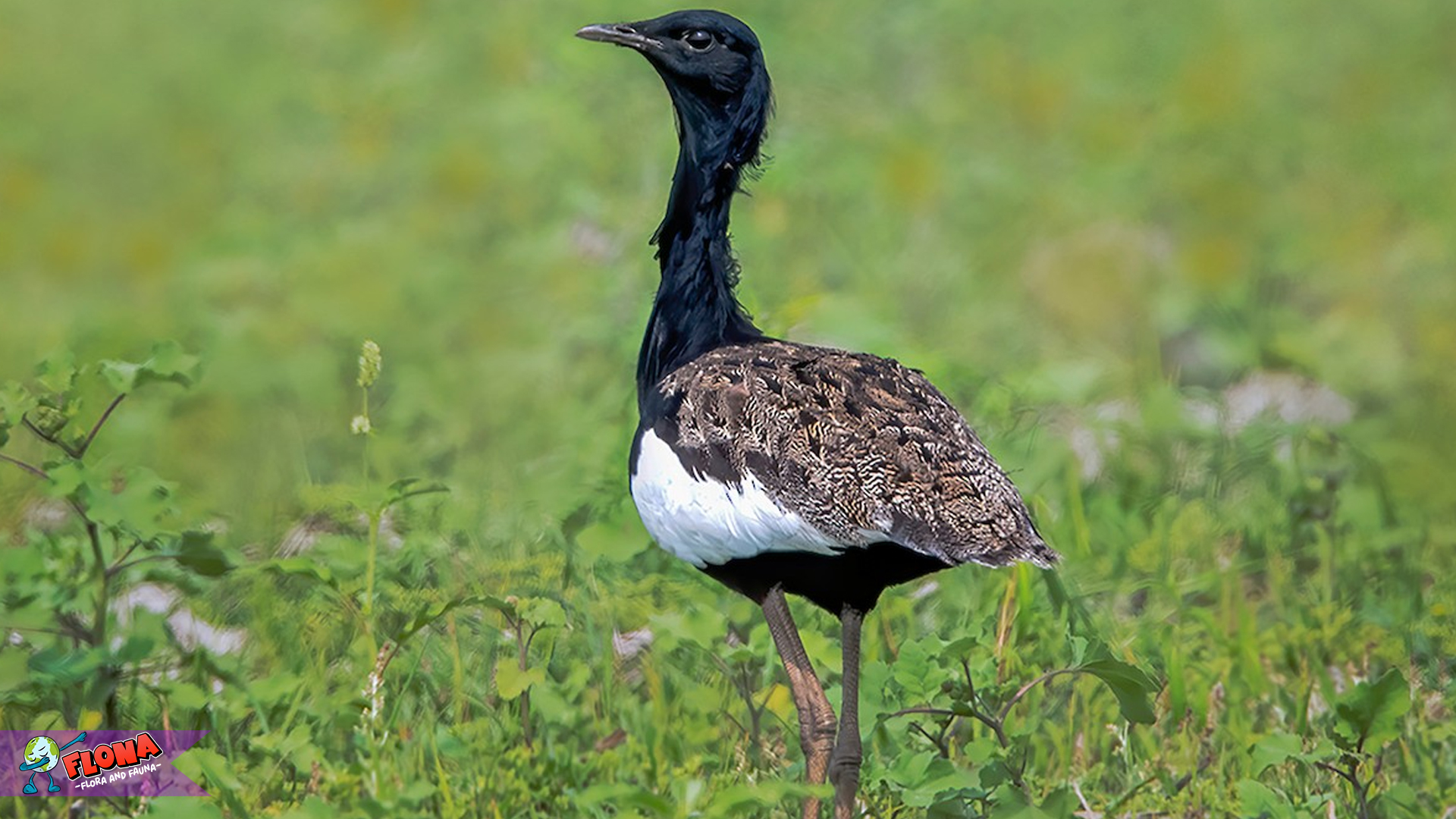 Bengal Florican, Burung Langka dengan Gerakan Memukau