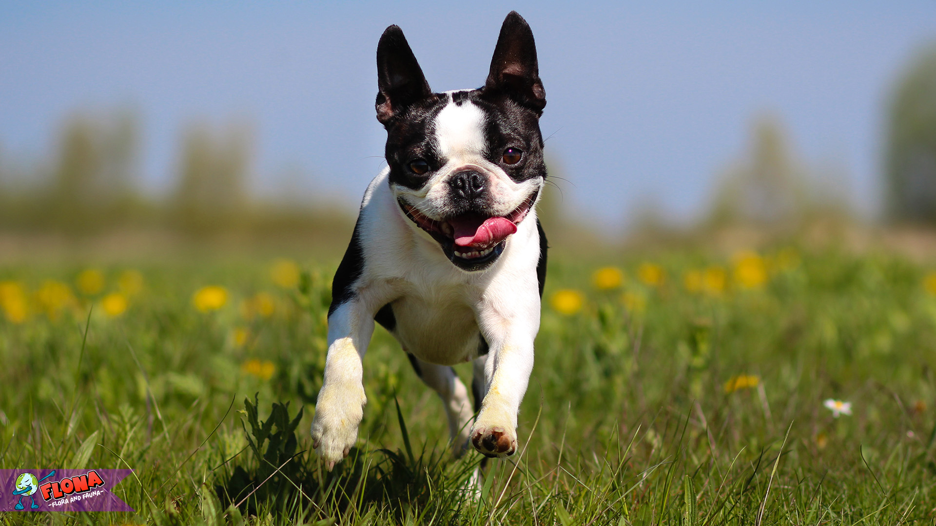 Boston Terrier: Anjing Kompak dengan Wajah Menggemaskan