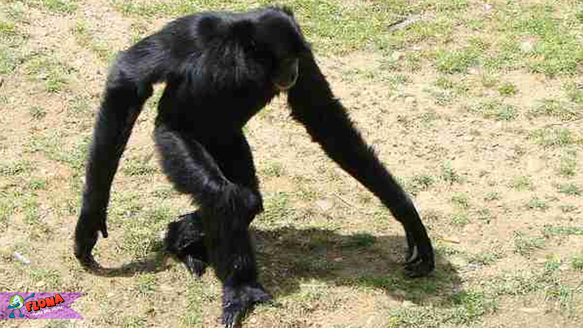 Siamang, Sang Pengisi Hutan dengan Lagu Alam yang Mendalam