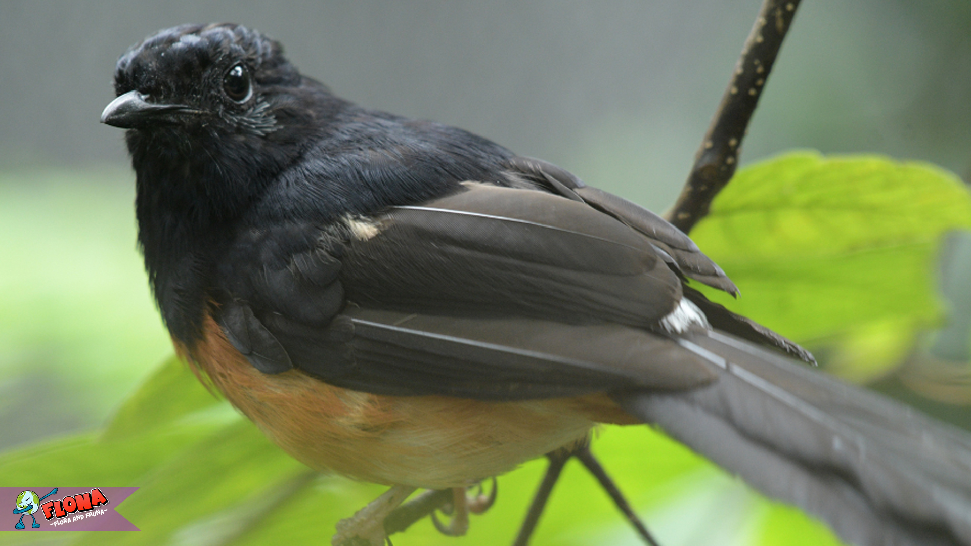 Kucica Hutan dan 3 Fakta Menarik yang Jarang Diketahui