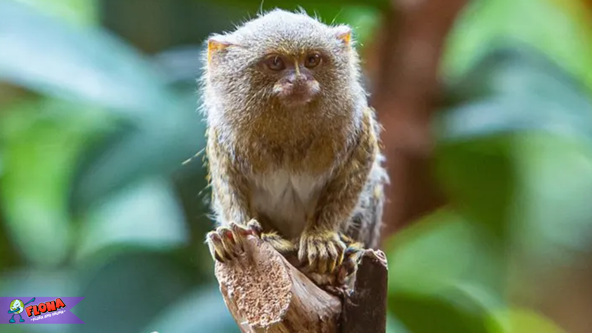 Kehidupan Marmoset Kerdil Barat dalam 4 Kebiasaan Lucu