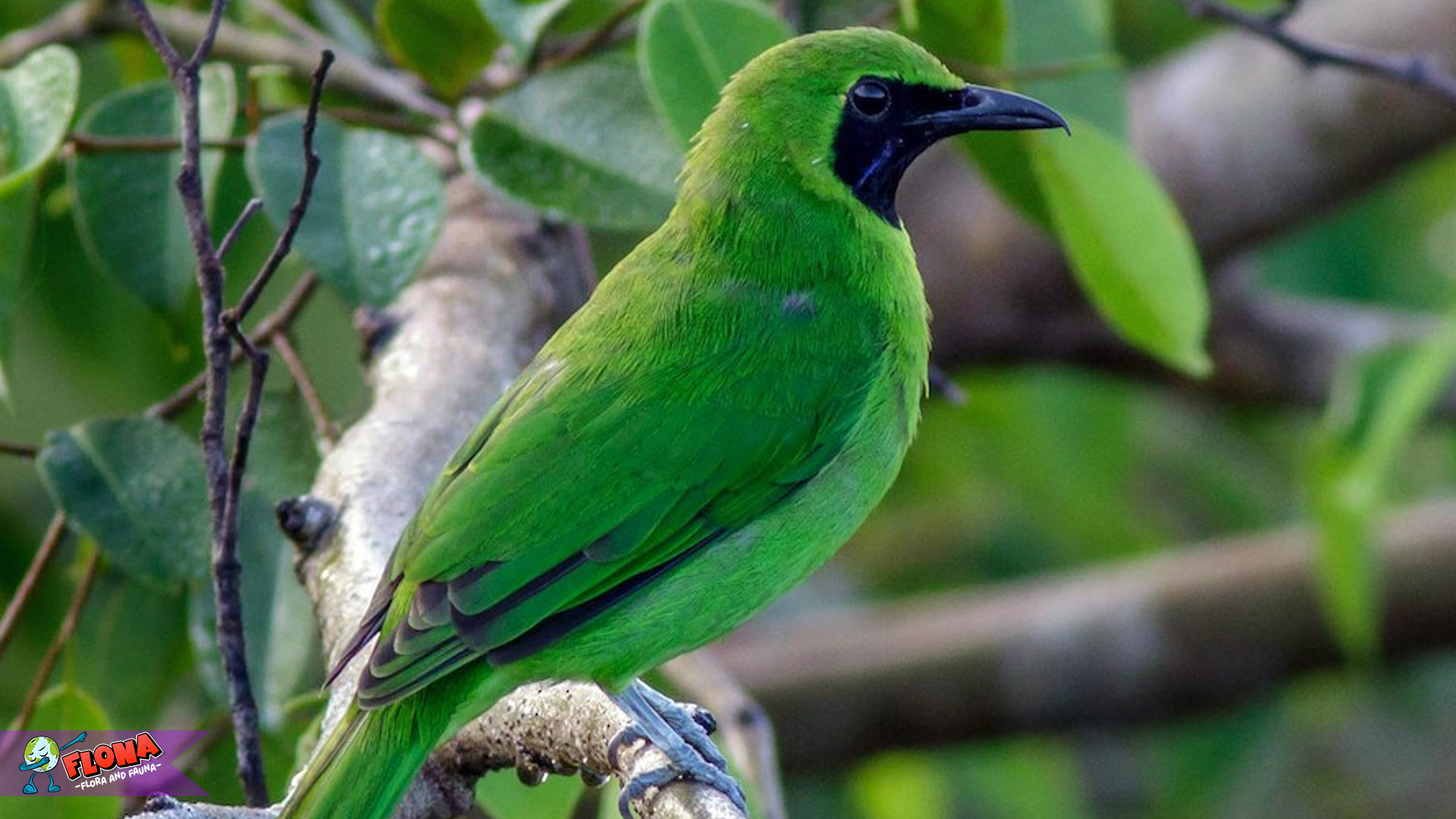 Burung Cica Daun Besar: 3 Fakta Seru yang Wajib Dicatat