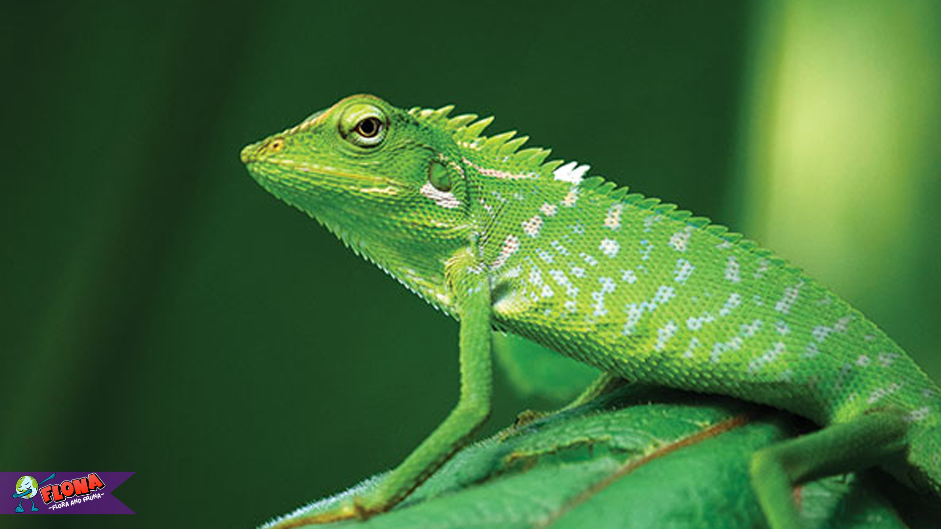 Bunglon Surai Unik plus 4 Cara Bertahan Hidup di Alam