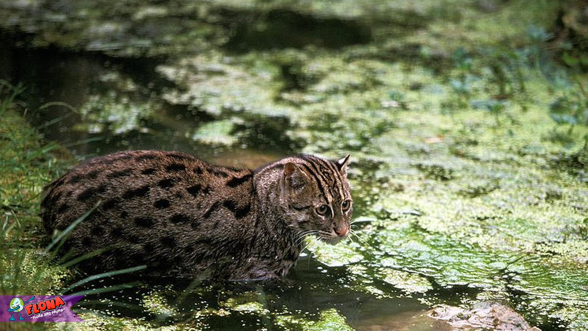 Keunikan Kucing Bakau dalam 5 Aspek yang Mengagumkan