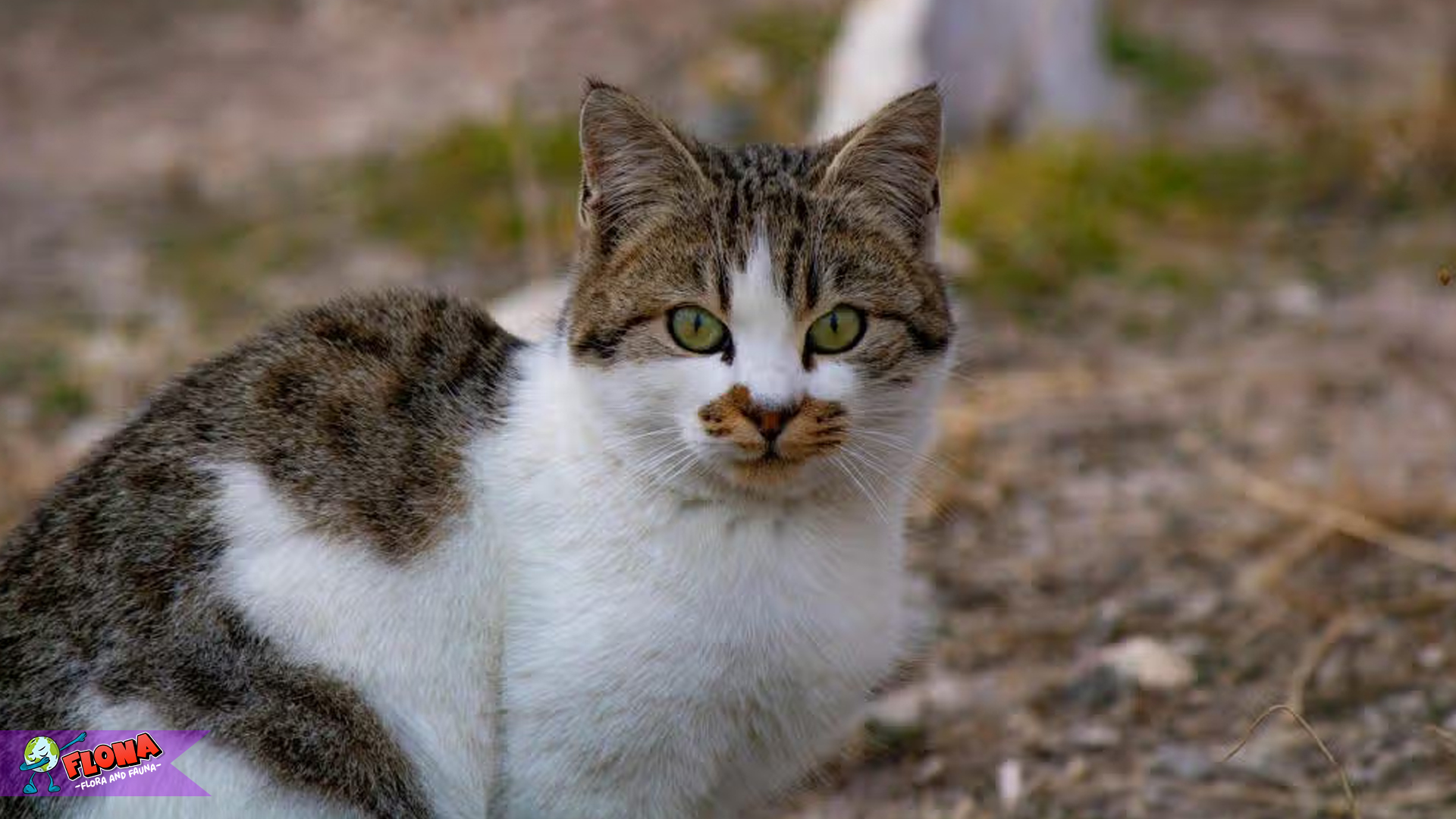 Hewan Kucing Aegea: 4 Keunggulan yang Membuatnya Berbeda 4 Hewan Kucing Aegea: 4 Keunggulan yang Membuatnya Berbeda