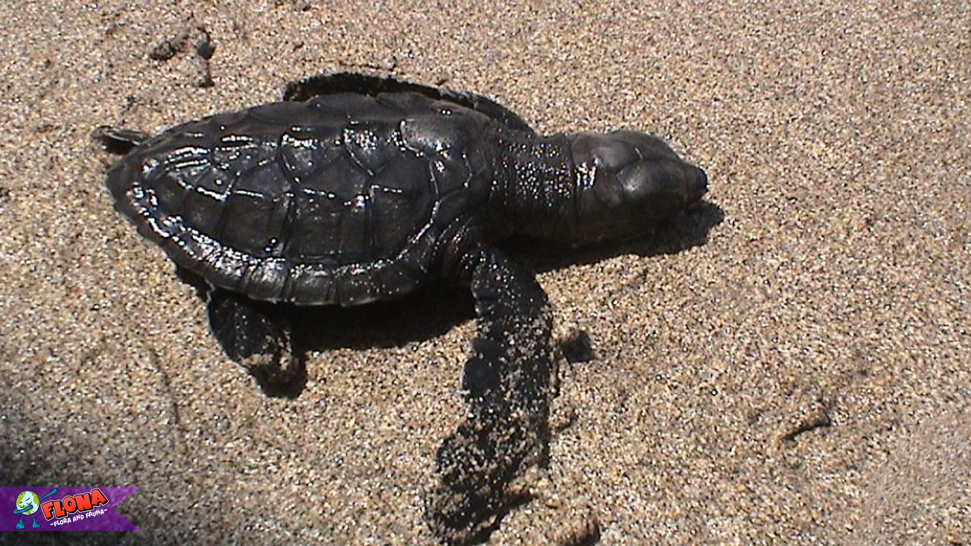 Dari Habitat hingga Perilaku, 4 Aspek Penting Penyu Lekang