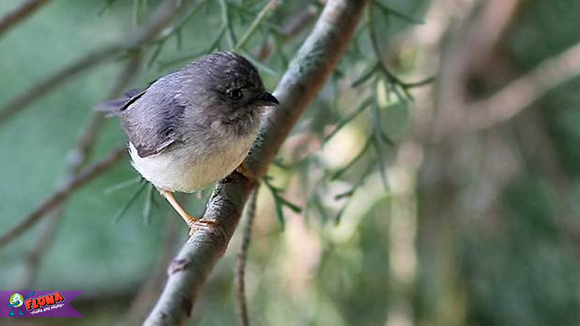 Mengungkap Burung Cerecet Jawa: 5 Keunikan yang Memikat
