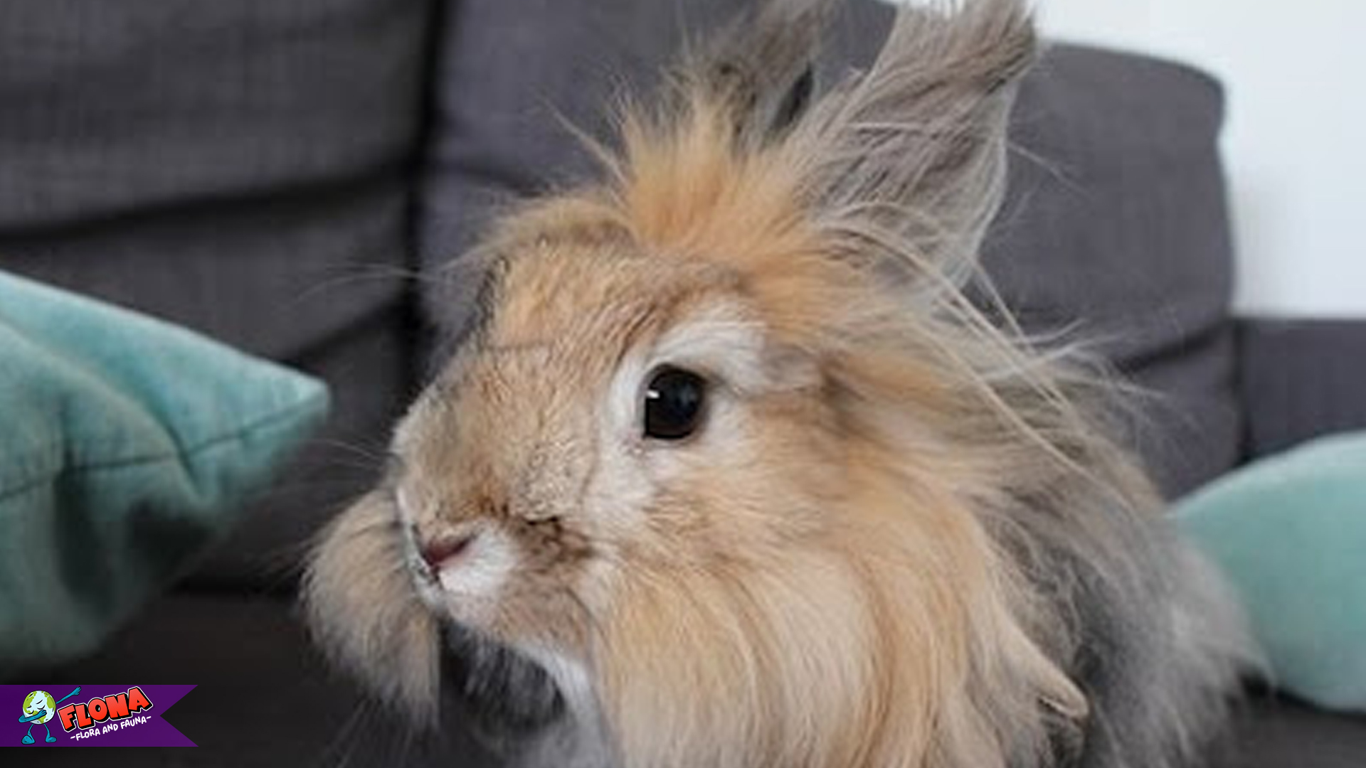 Mengenal Kelinci Angora: 5 Hal Unik yang Bikin Kamu Terpesona