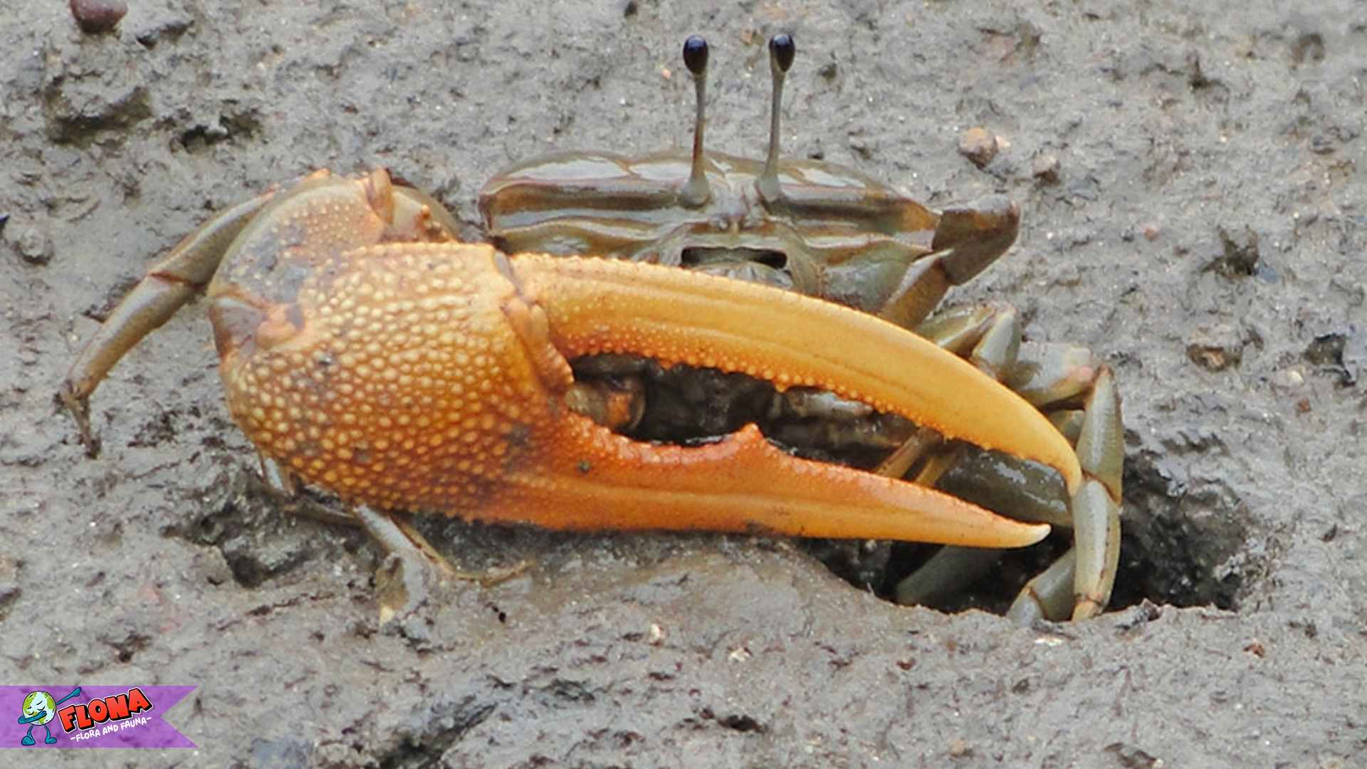 Kepiting Biola dan 4 Kebiasaan Aneh yang Menggemaskan
