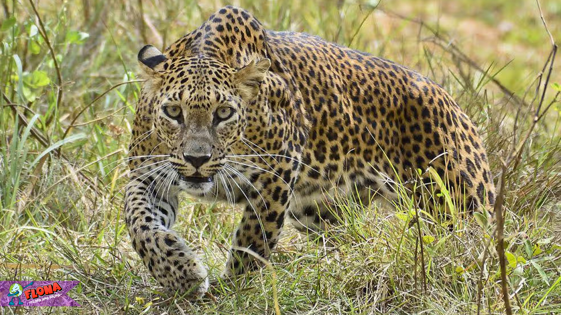 Kecepatan dan Kekuatan: 4 Fakta Hebat Tentang Macan Tutul