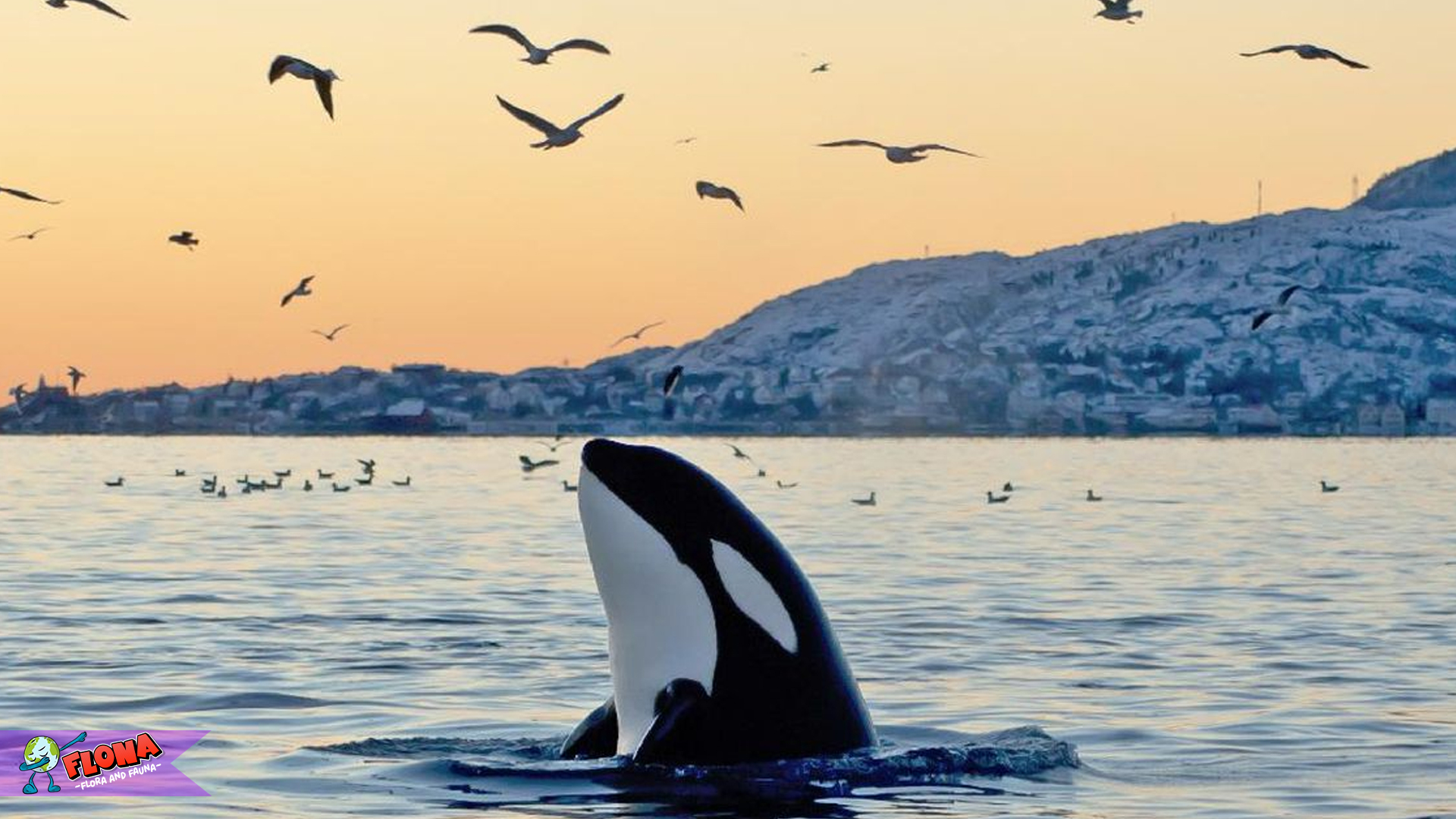 Seguni dan 4 Perilaku Menarik yang Menarik Perhatian Peneliti