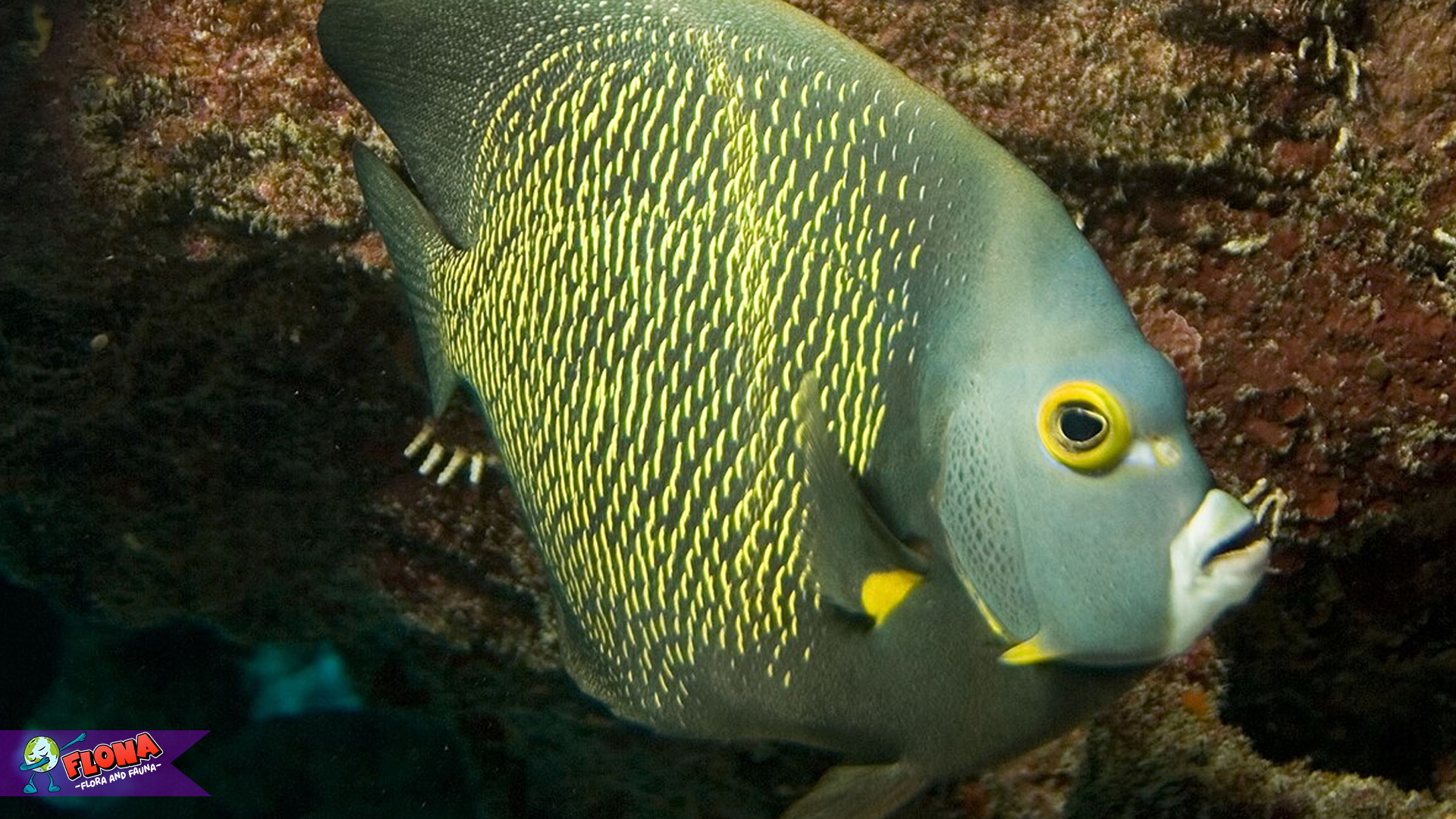 5 Hal Penting Tentang Habitat dan Kebiasaan Ikan Injel 4 5 Hal Penting Tentang Habitat dan Kebiasaan Ikan Injel