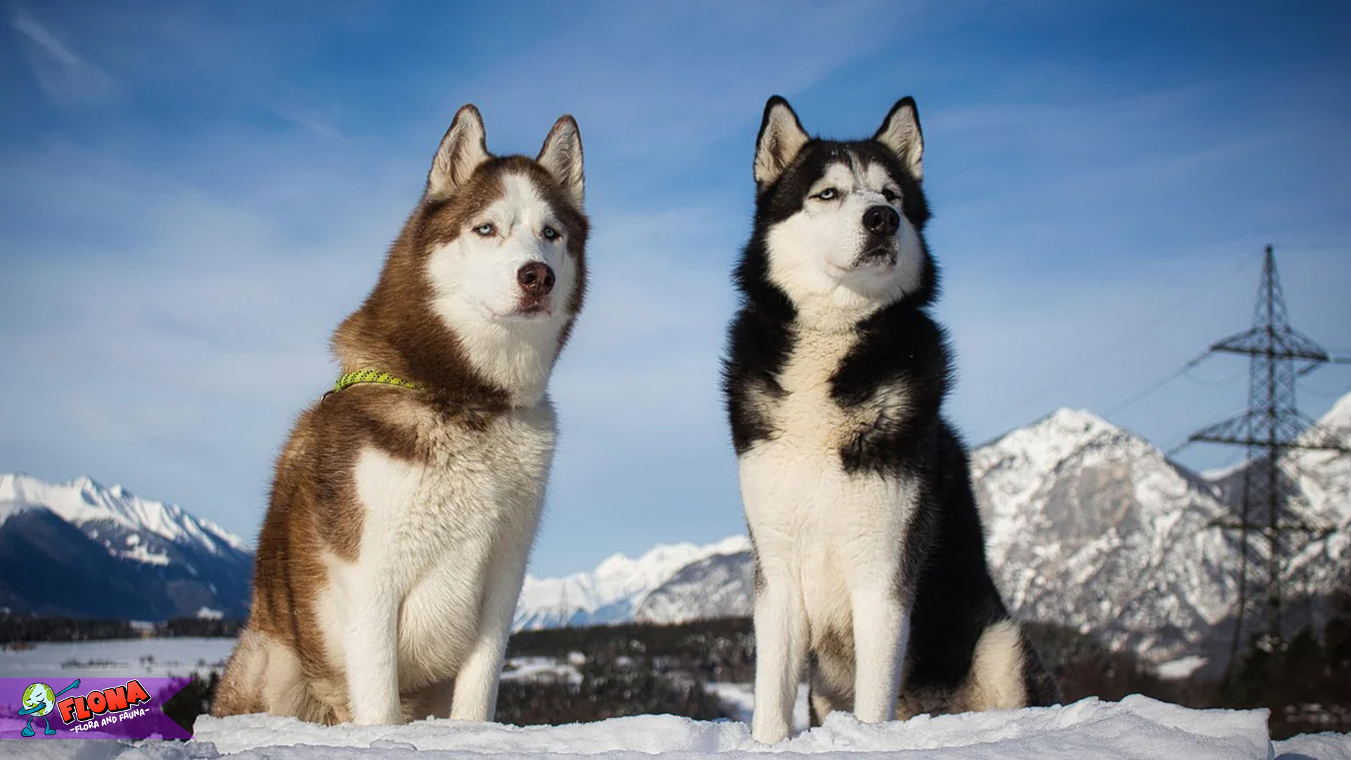 Menelusuri 4 Keistimewaan Husky Siberia yang Jarang Diketahui